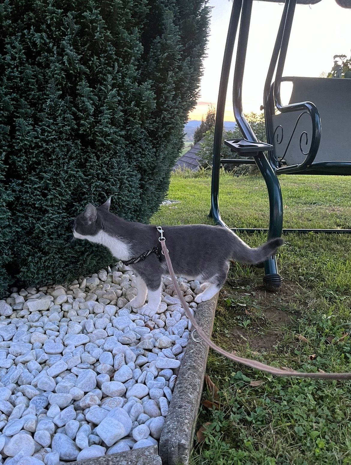 image-7