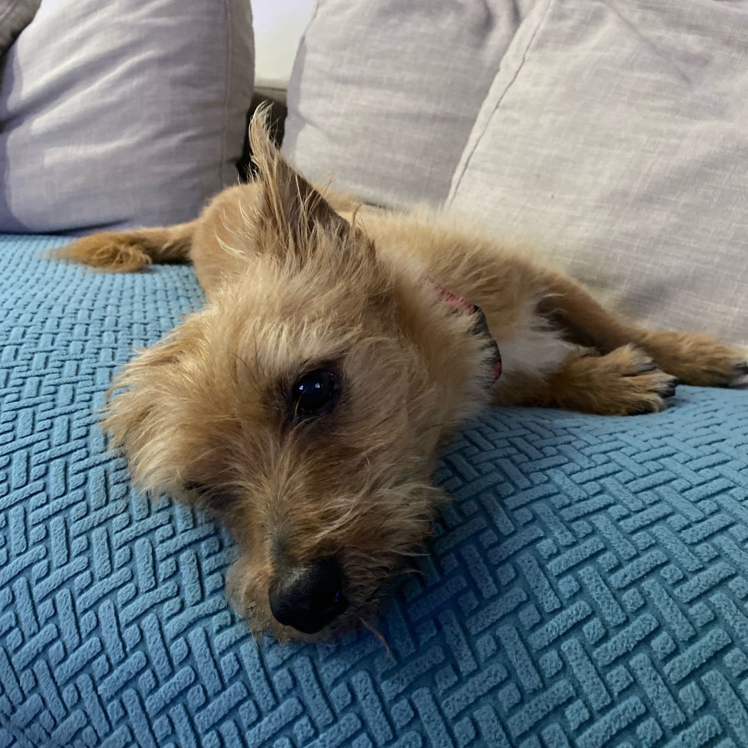 Buster