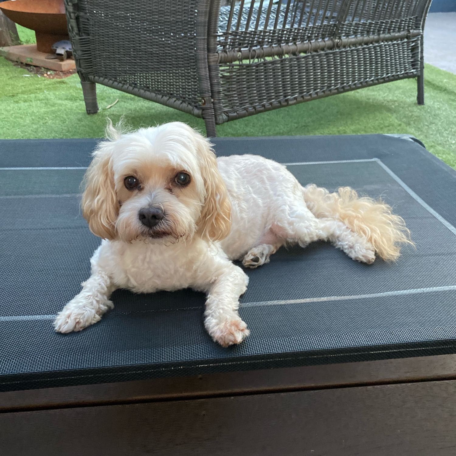 Bailey