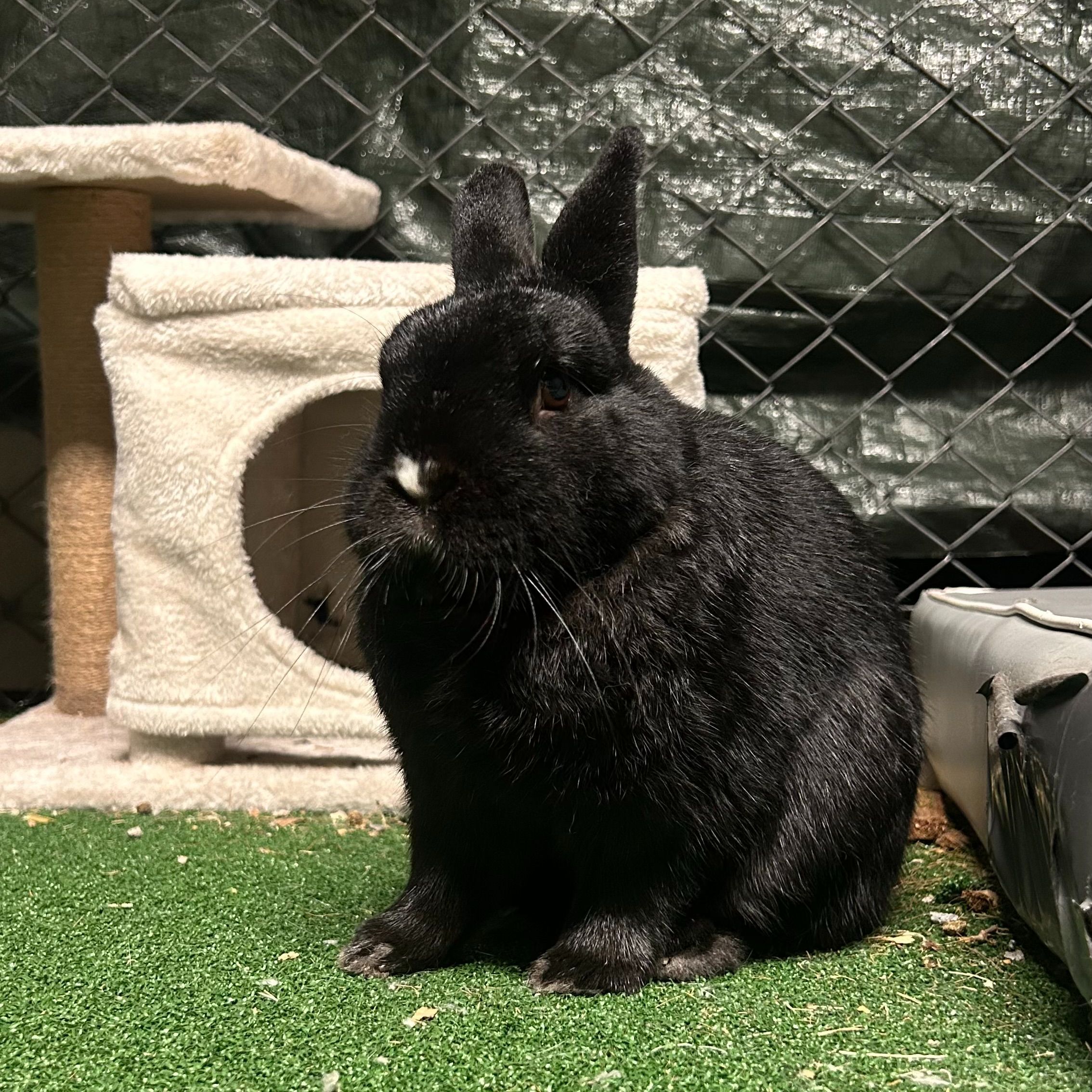 Coco