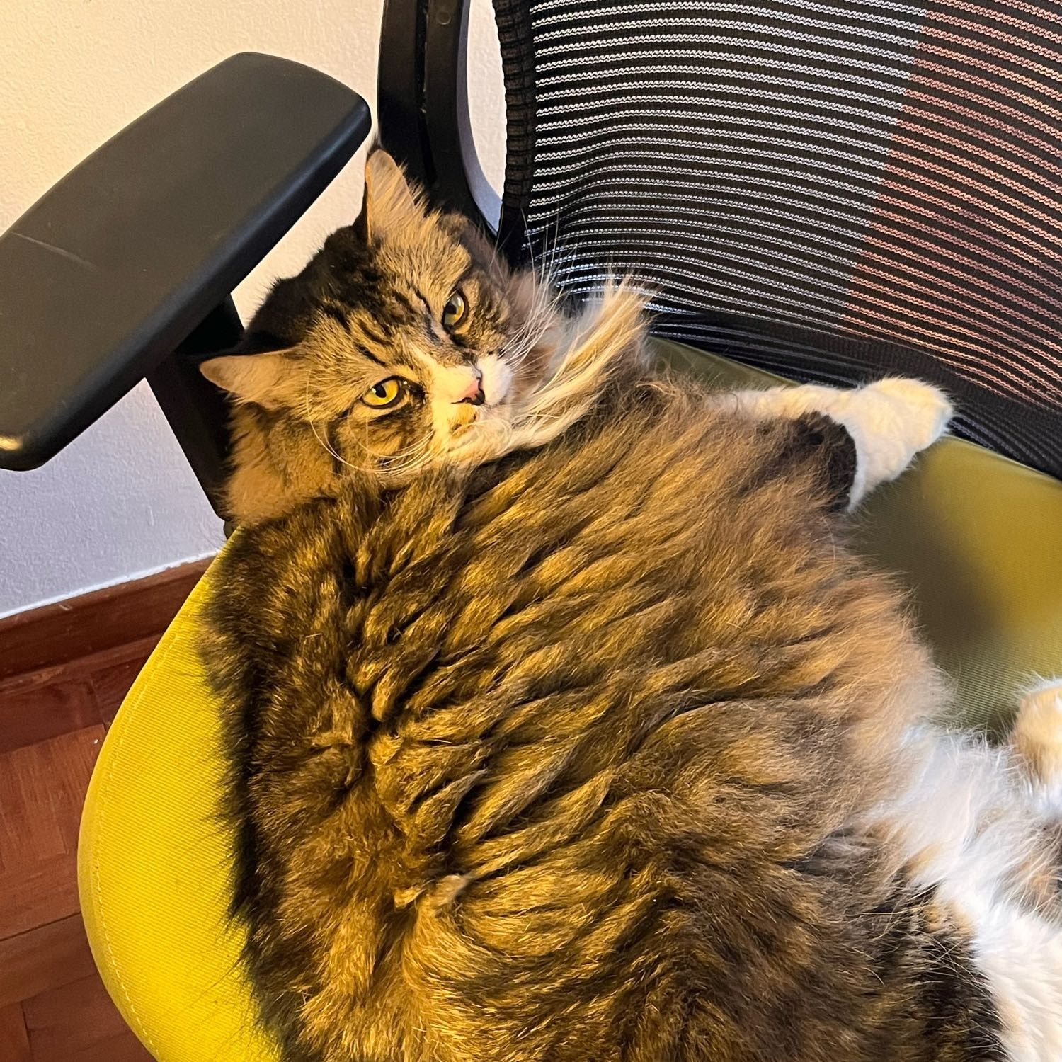 Mocha