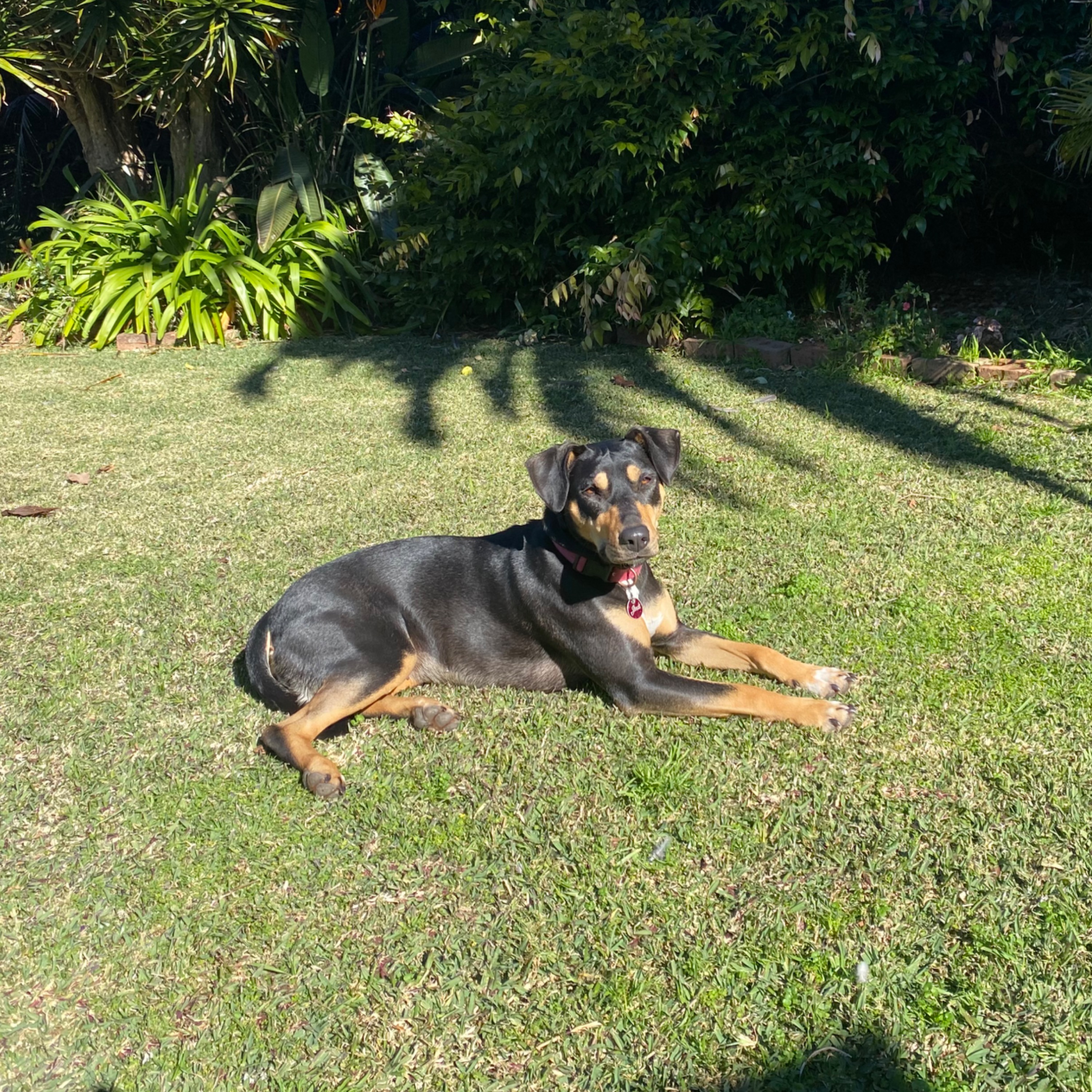 Jindi