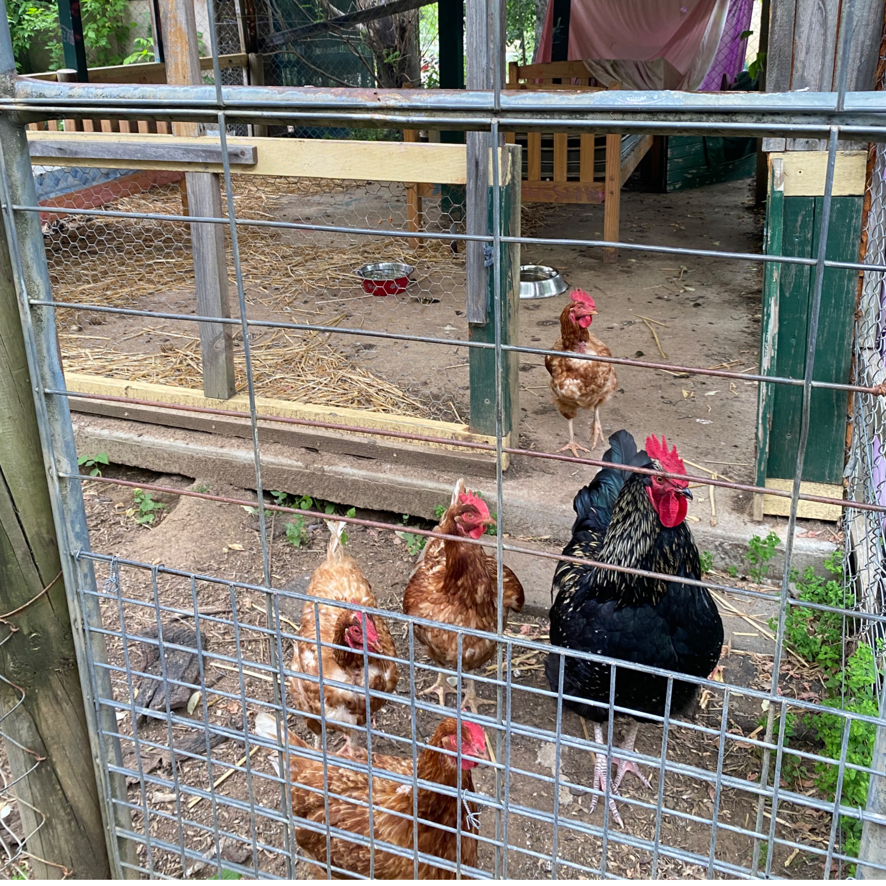 The Chooks