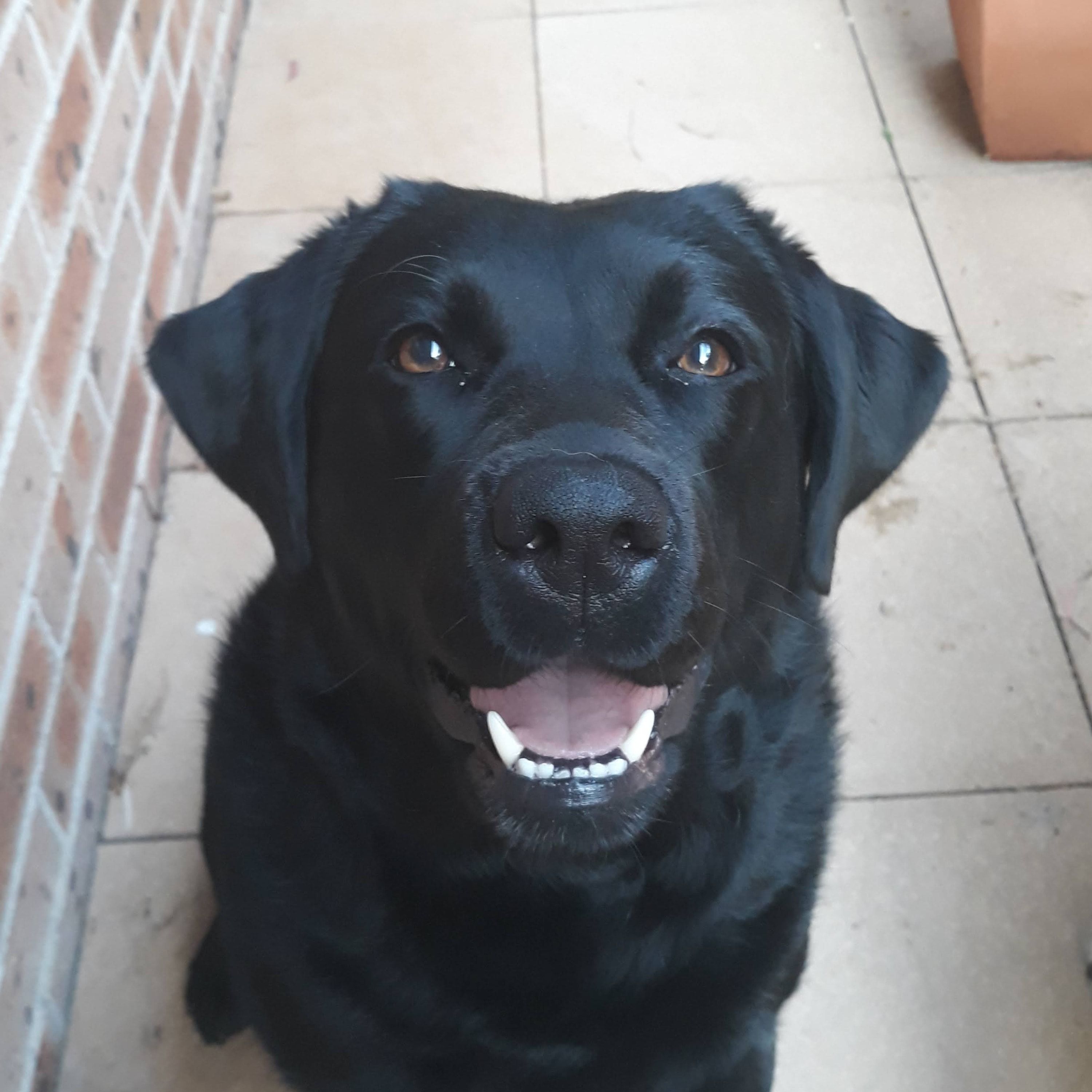 Liquorice
