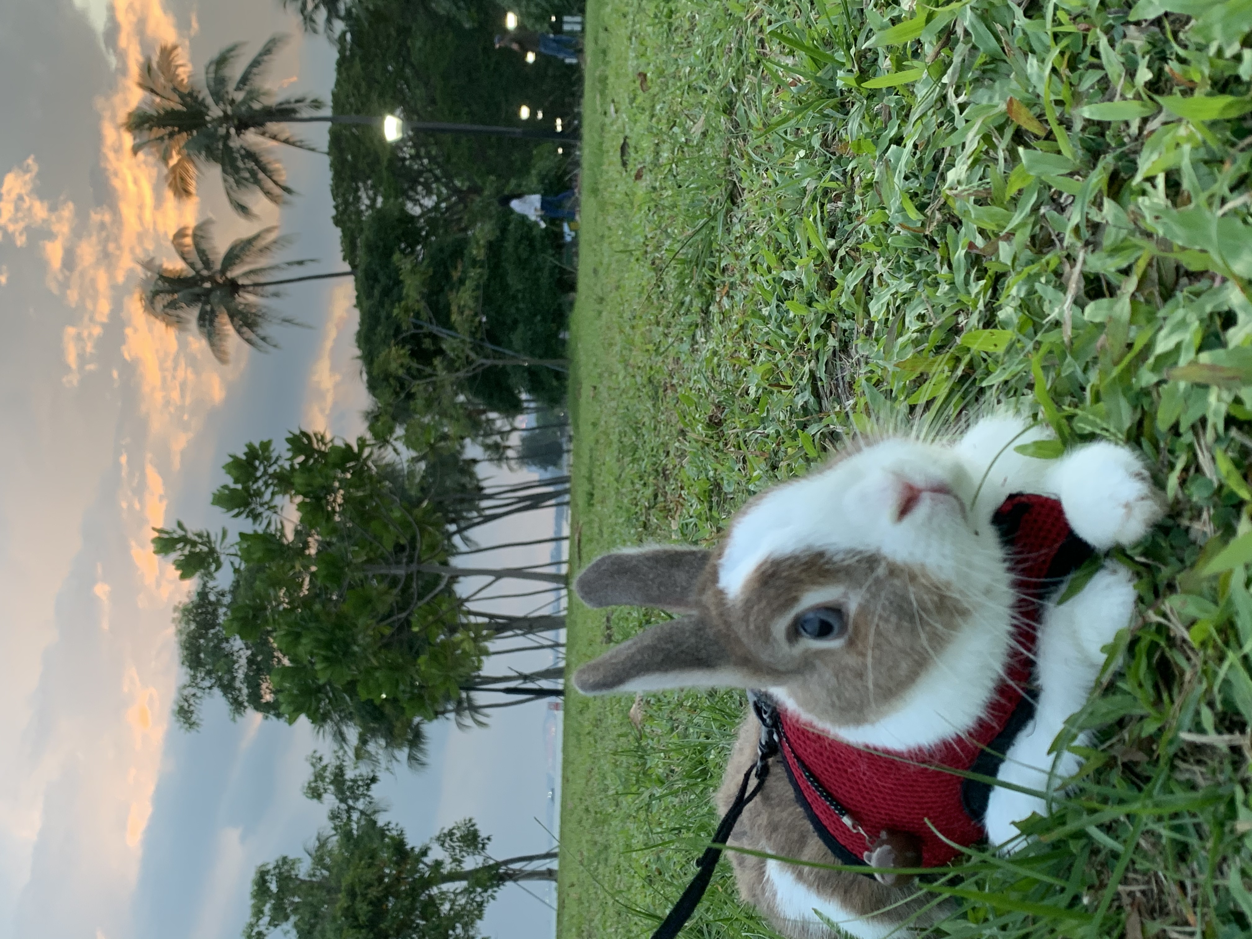 image-8