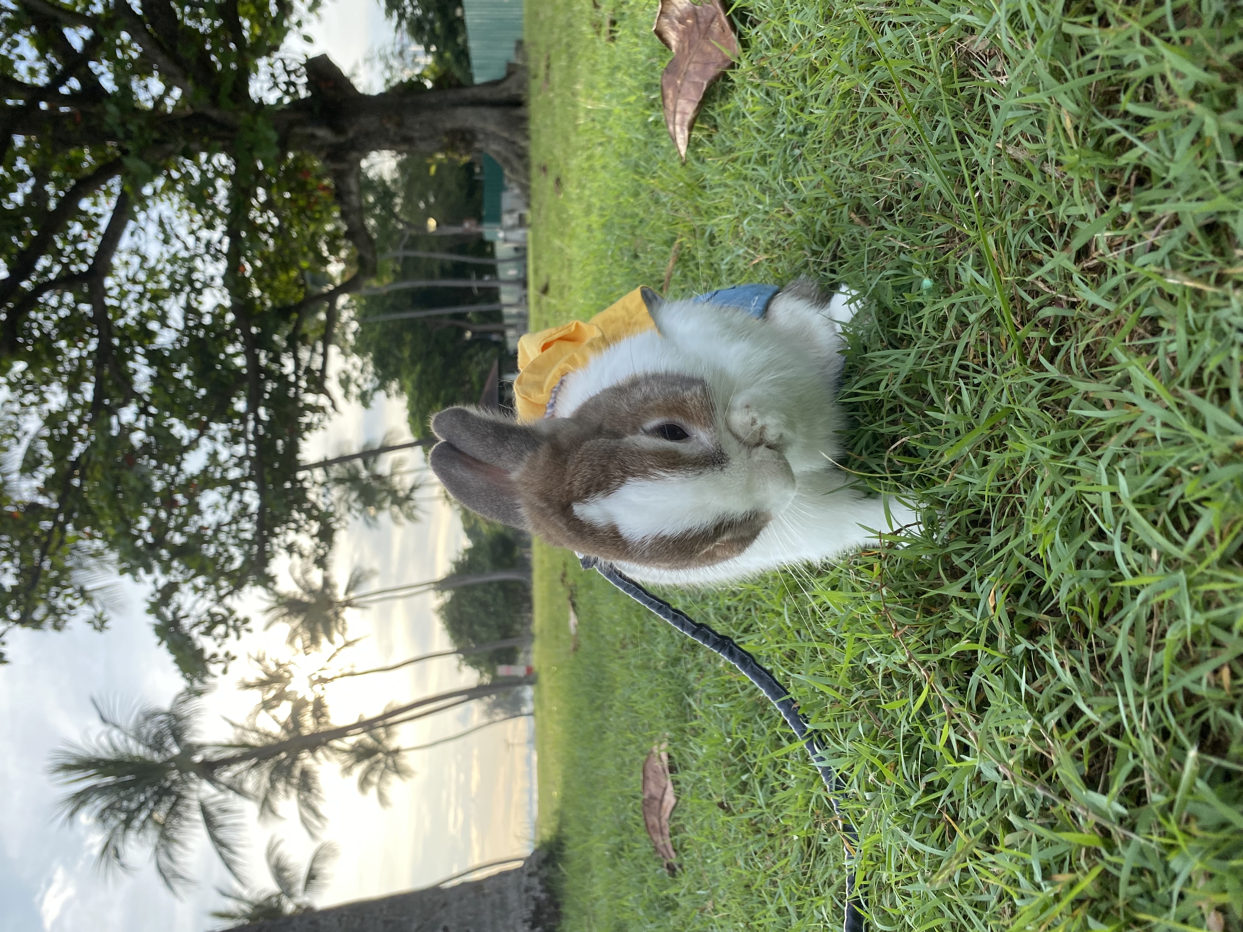 image-10