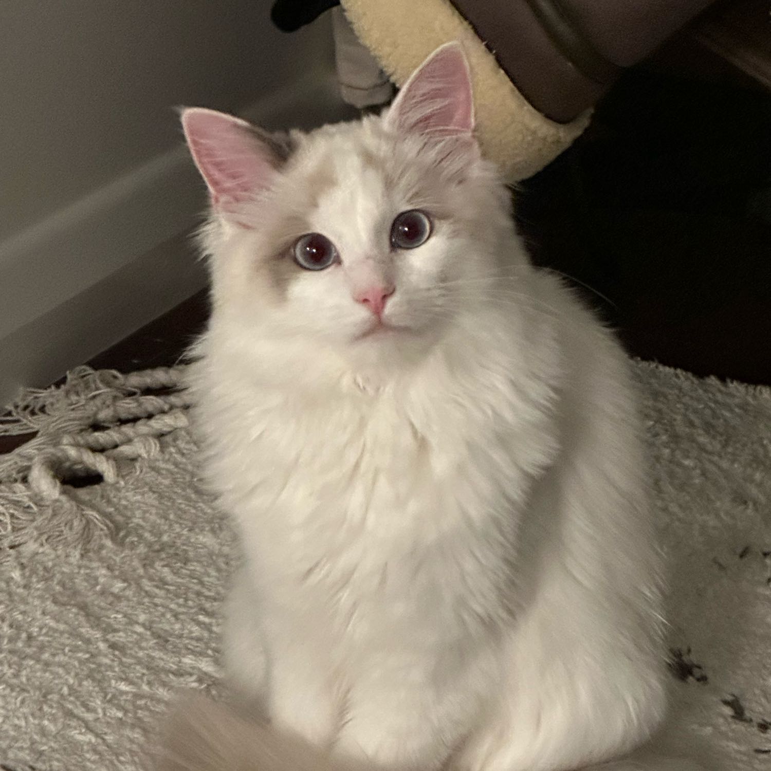 Milky