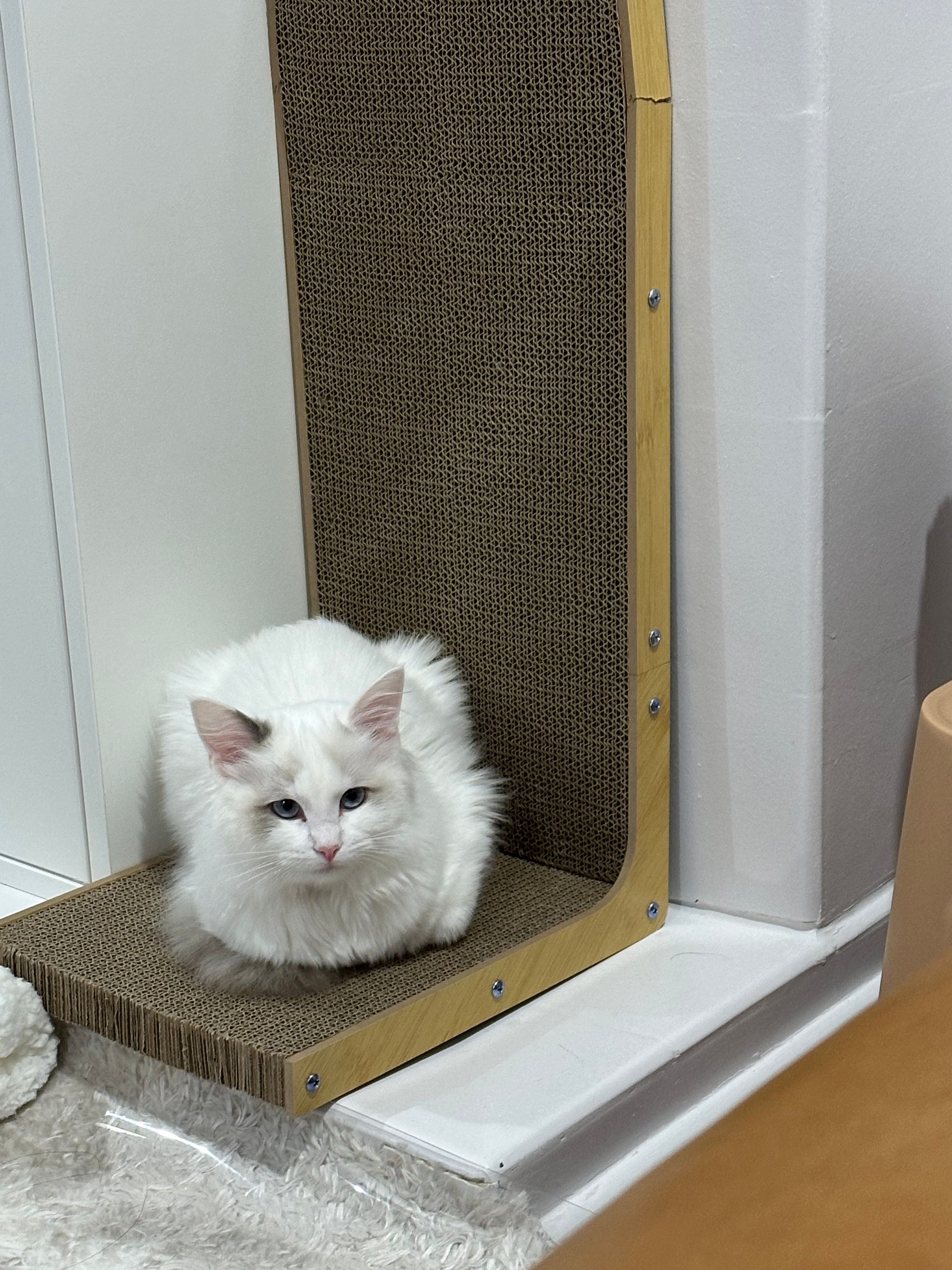 image-8