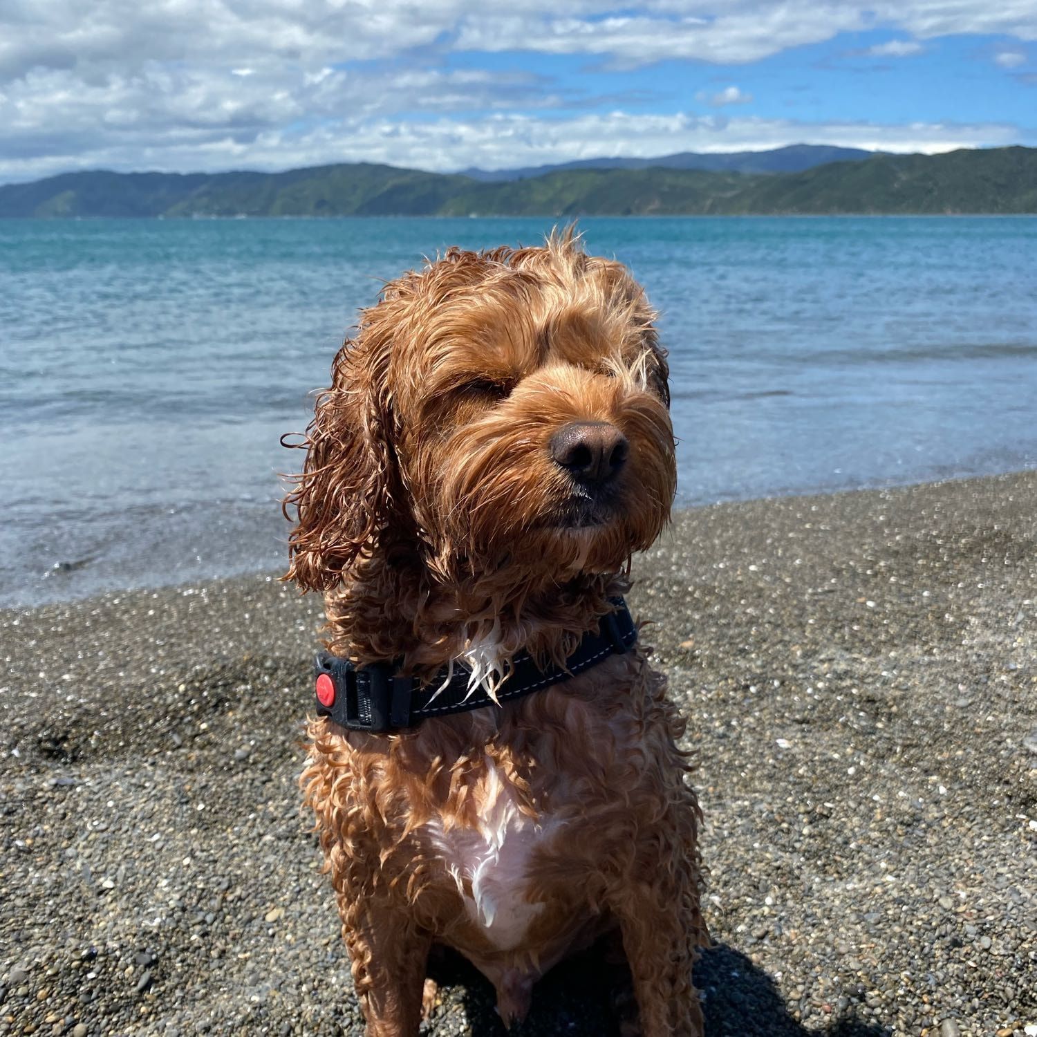 Archie