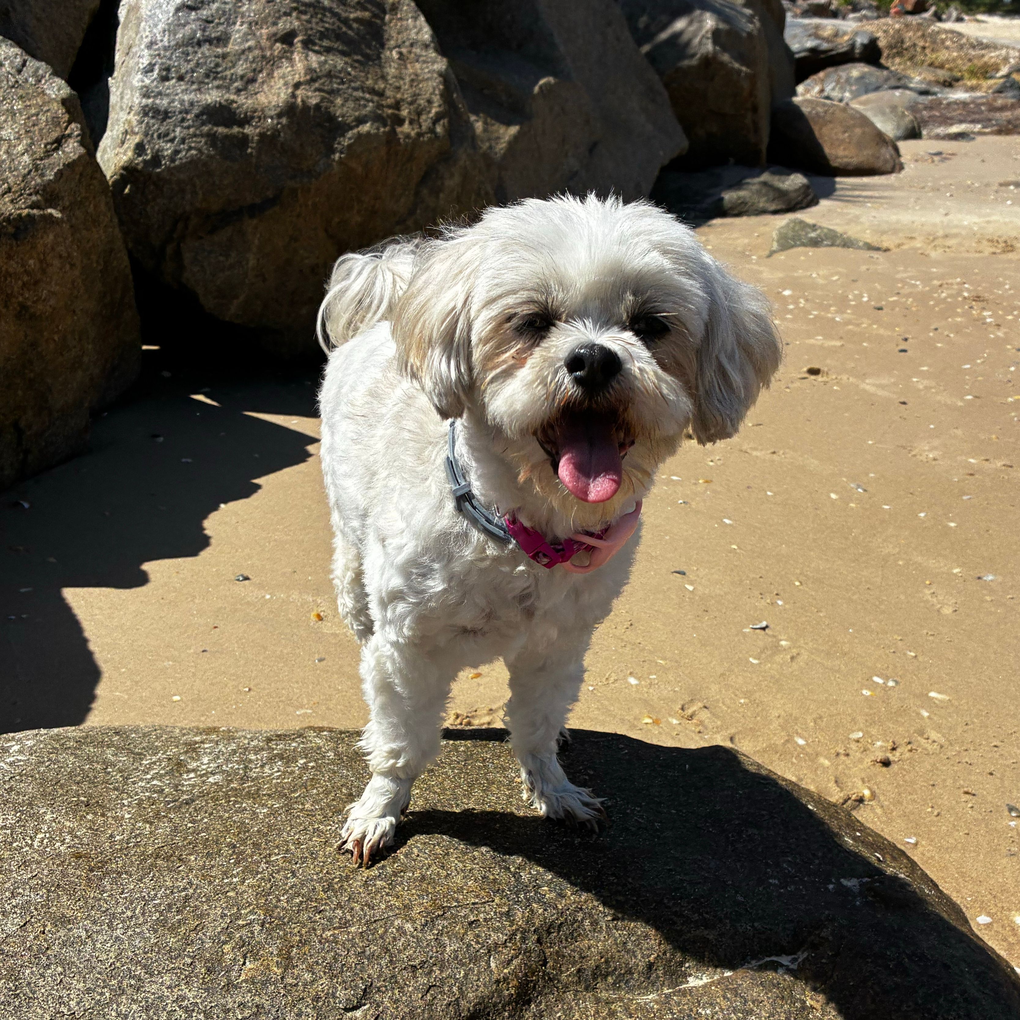 Molly