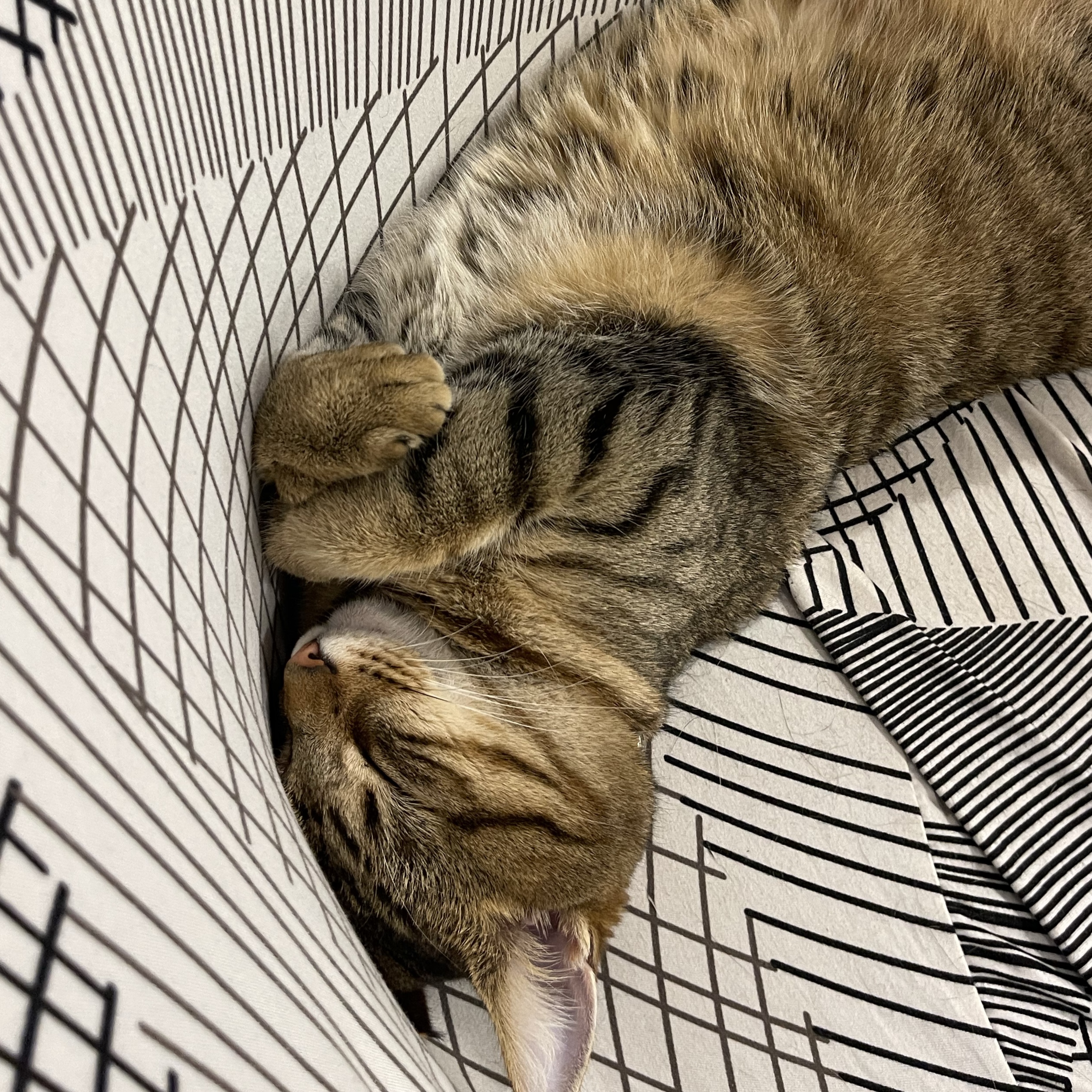 Nala