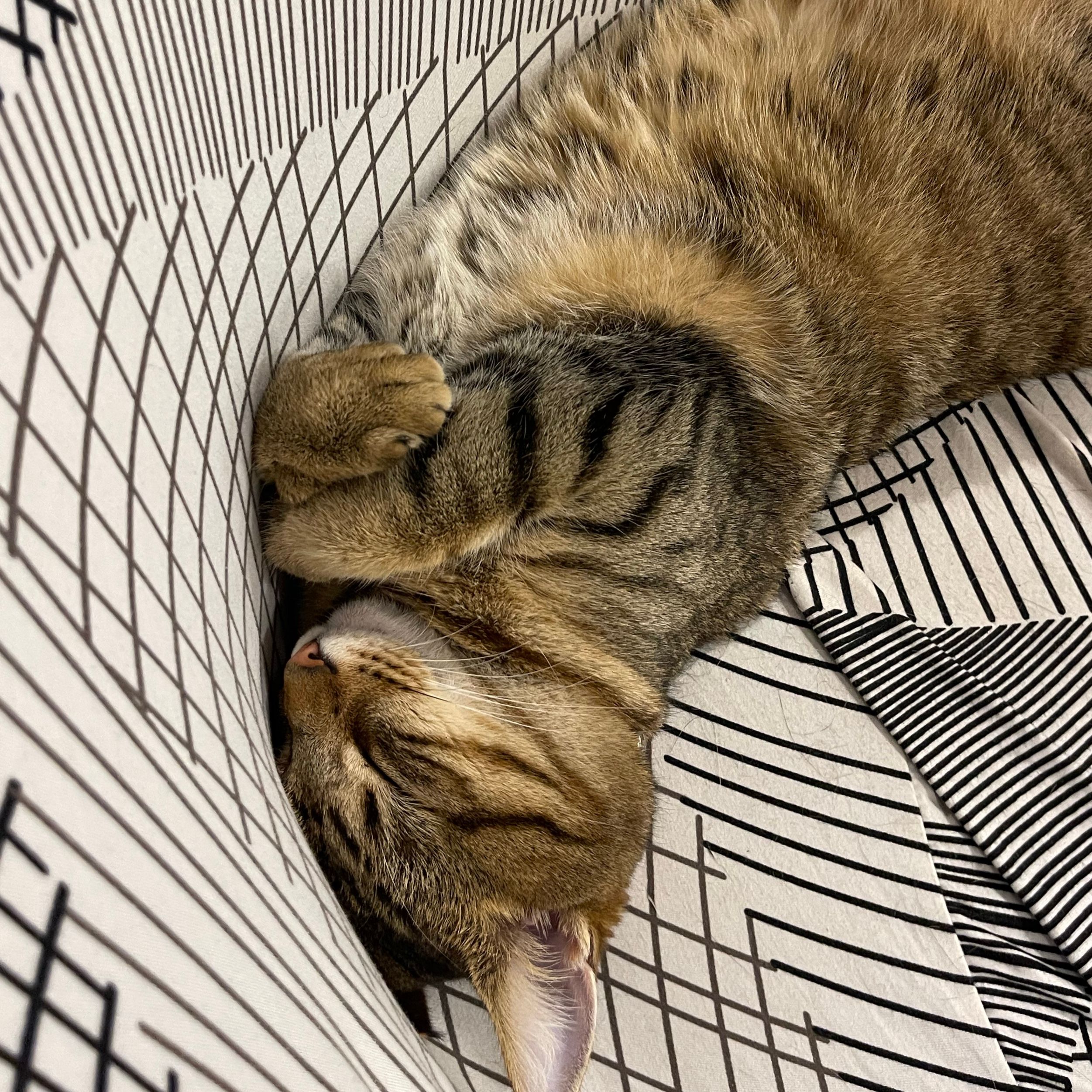 Nala
