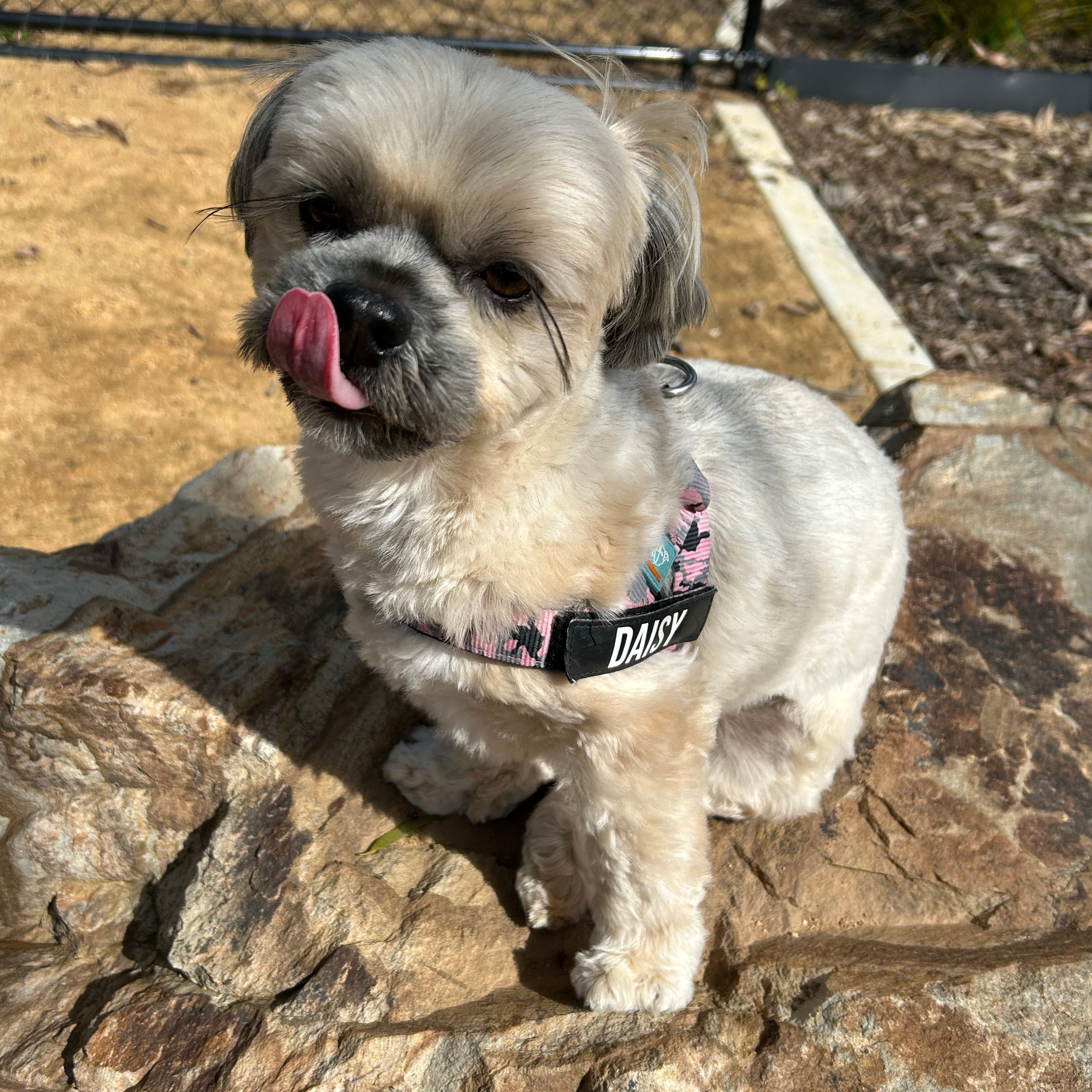 Daisy