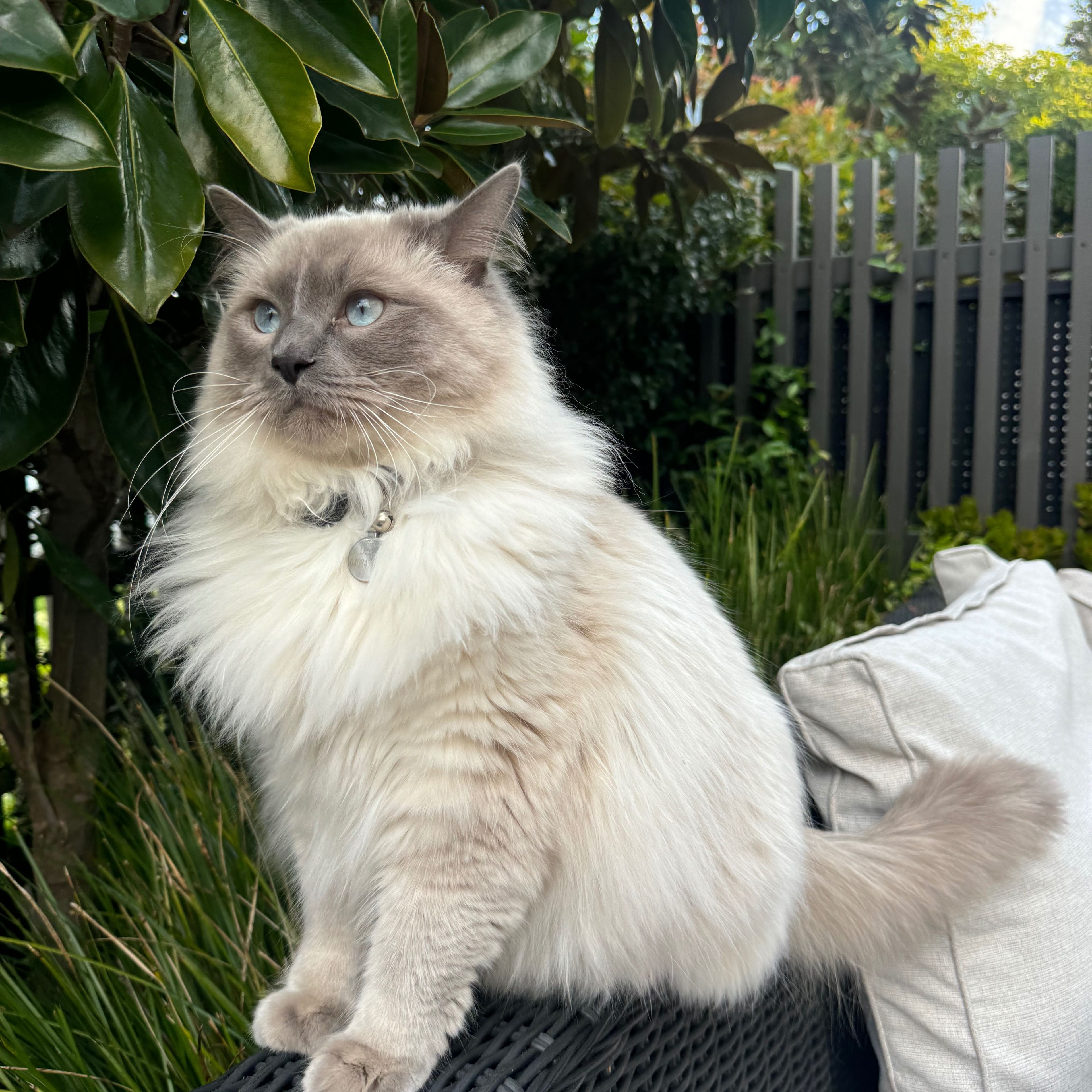 Dexter