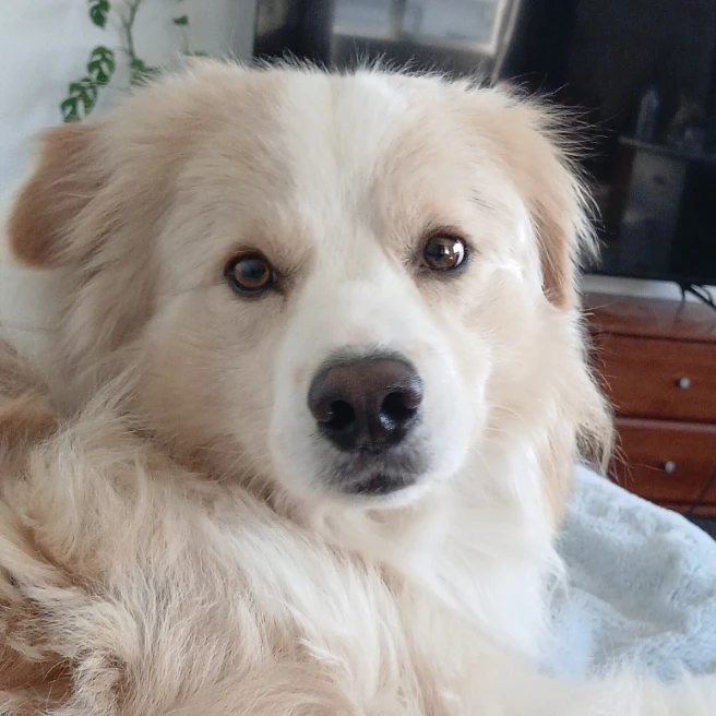 Milo