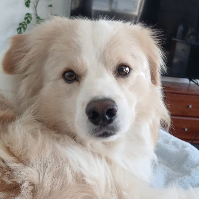 Milo