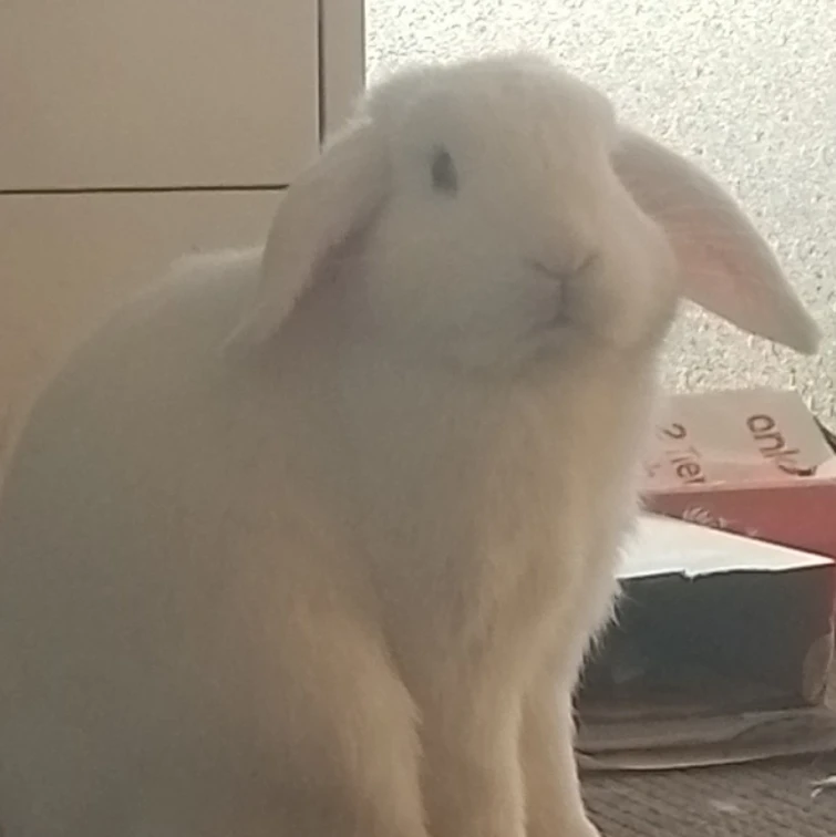 Casper