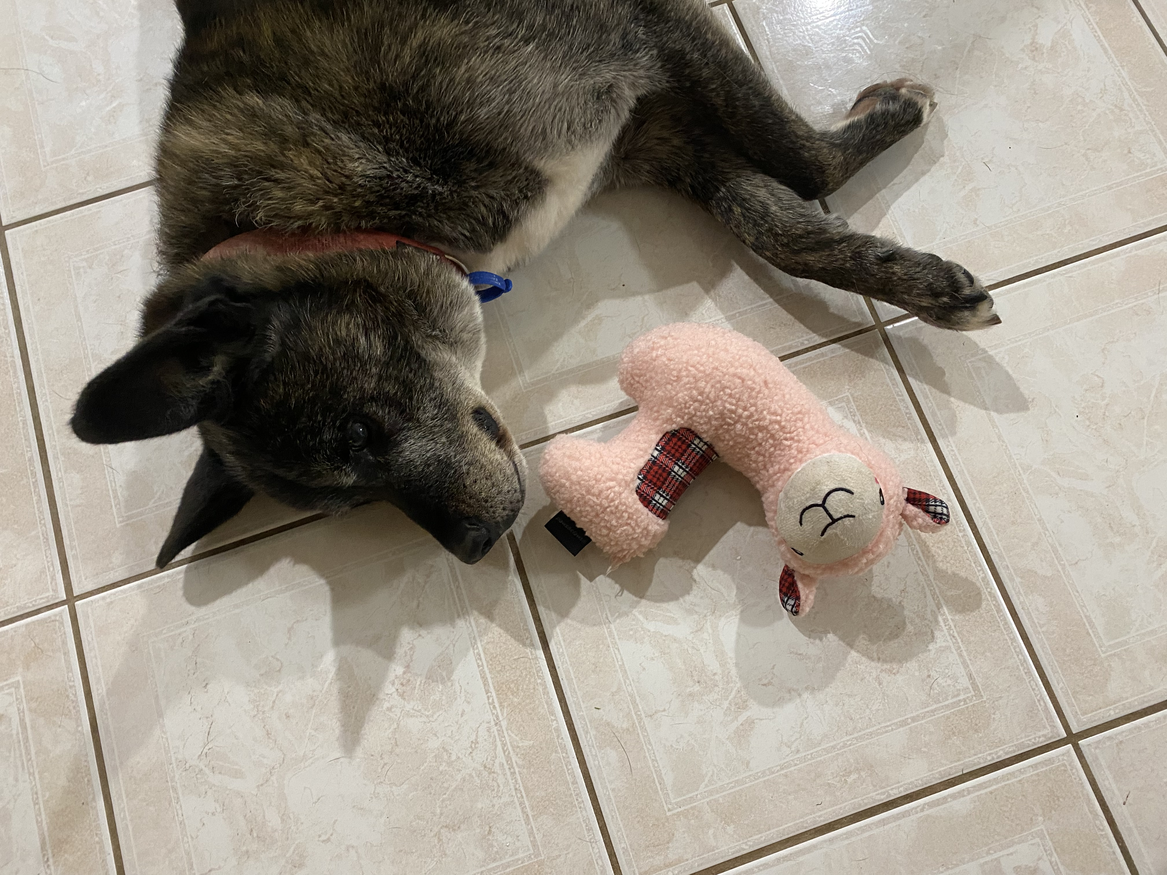 image-7