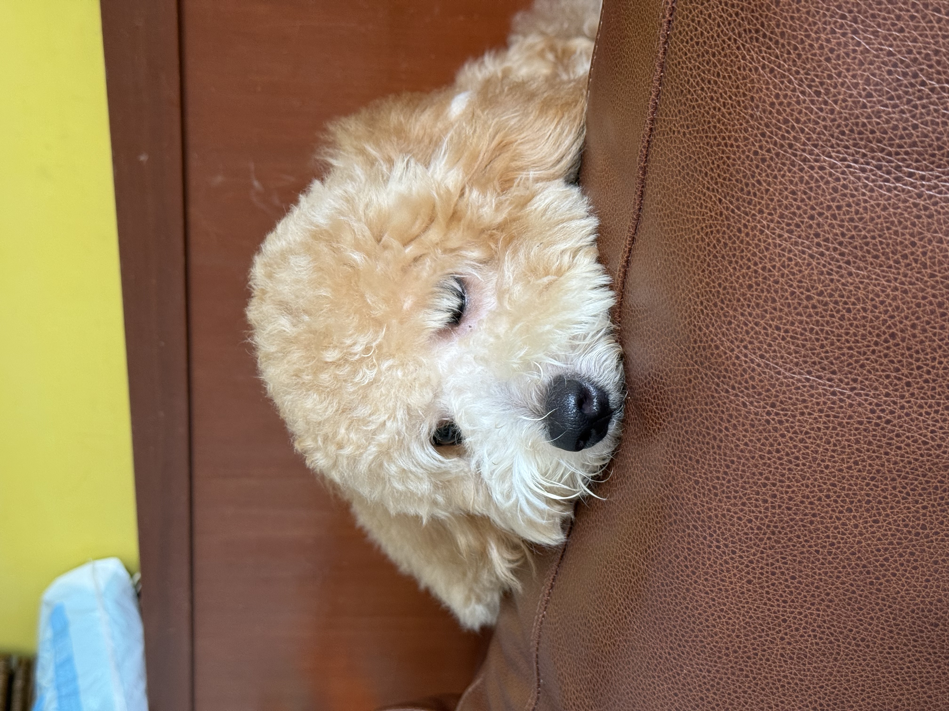 image-8