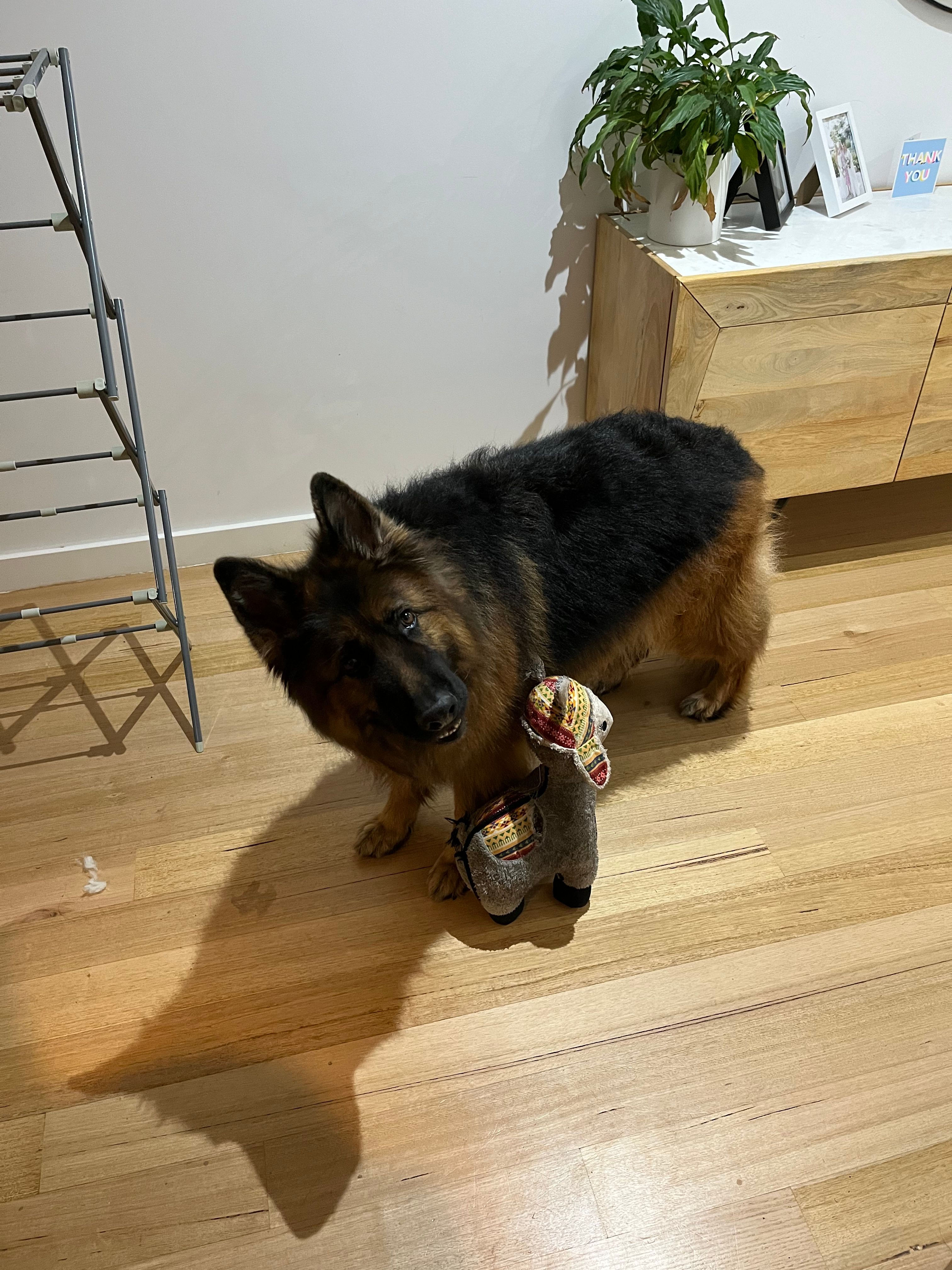 image-6