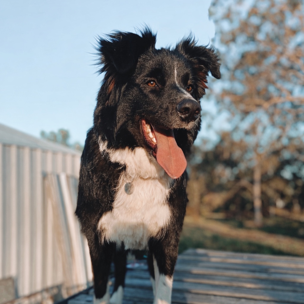 Bandit