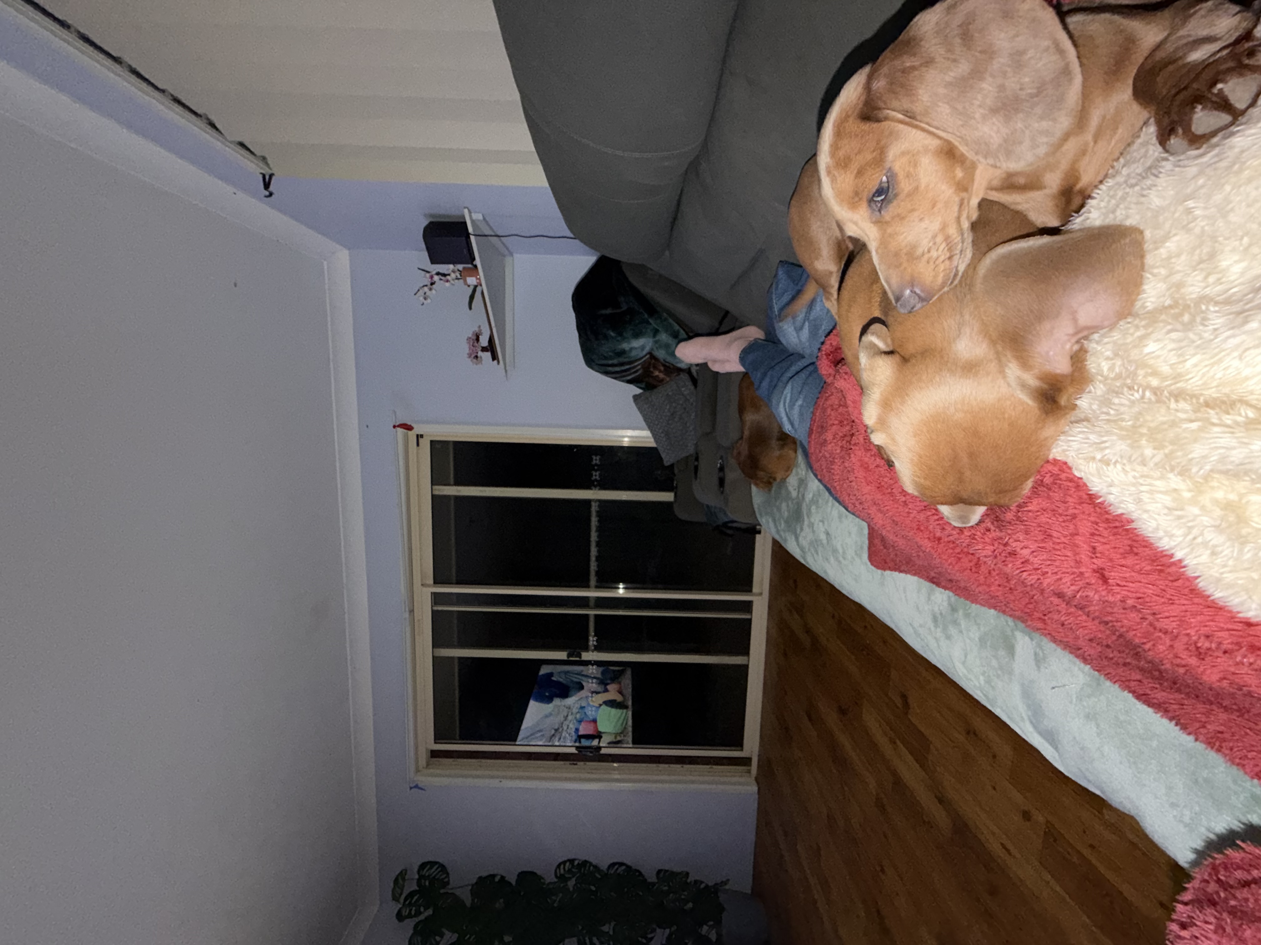 image-4