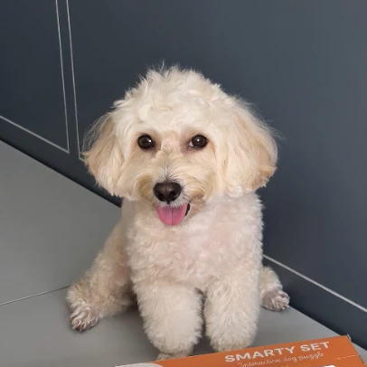 Peanut