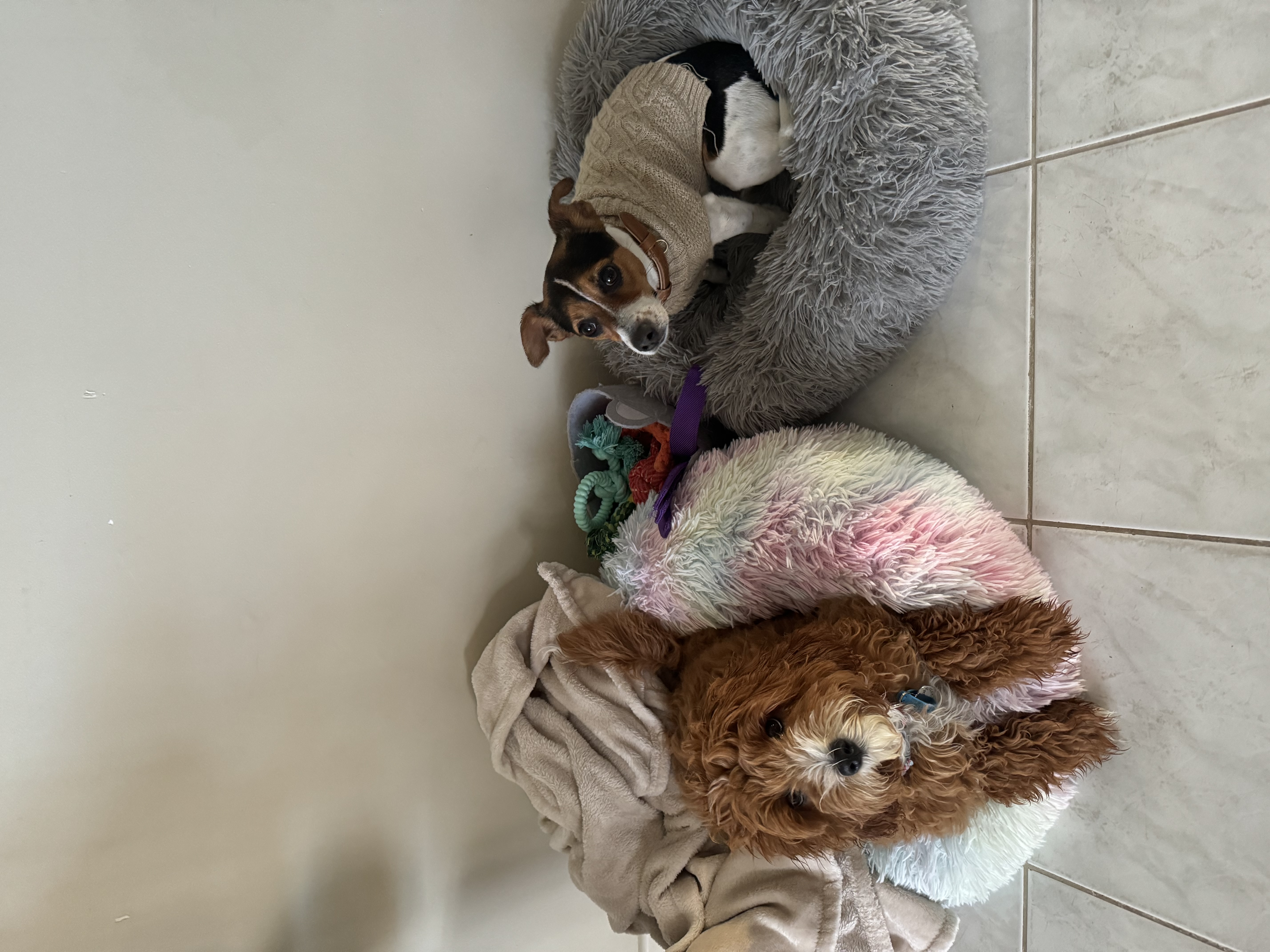 image-7