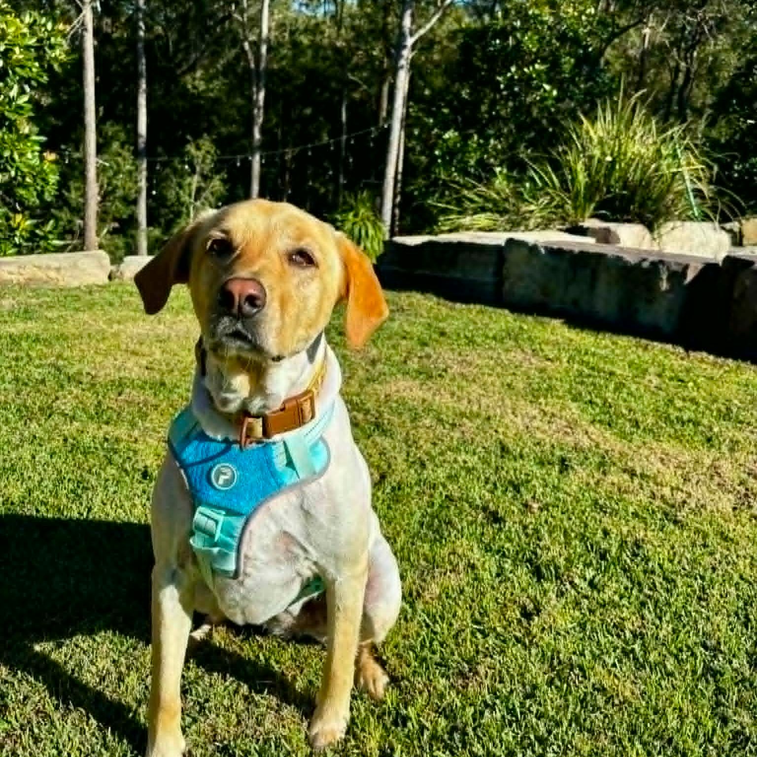 Stella