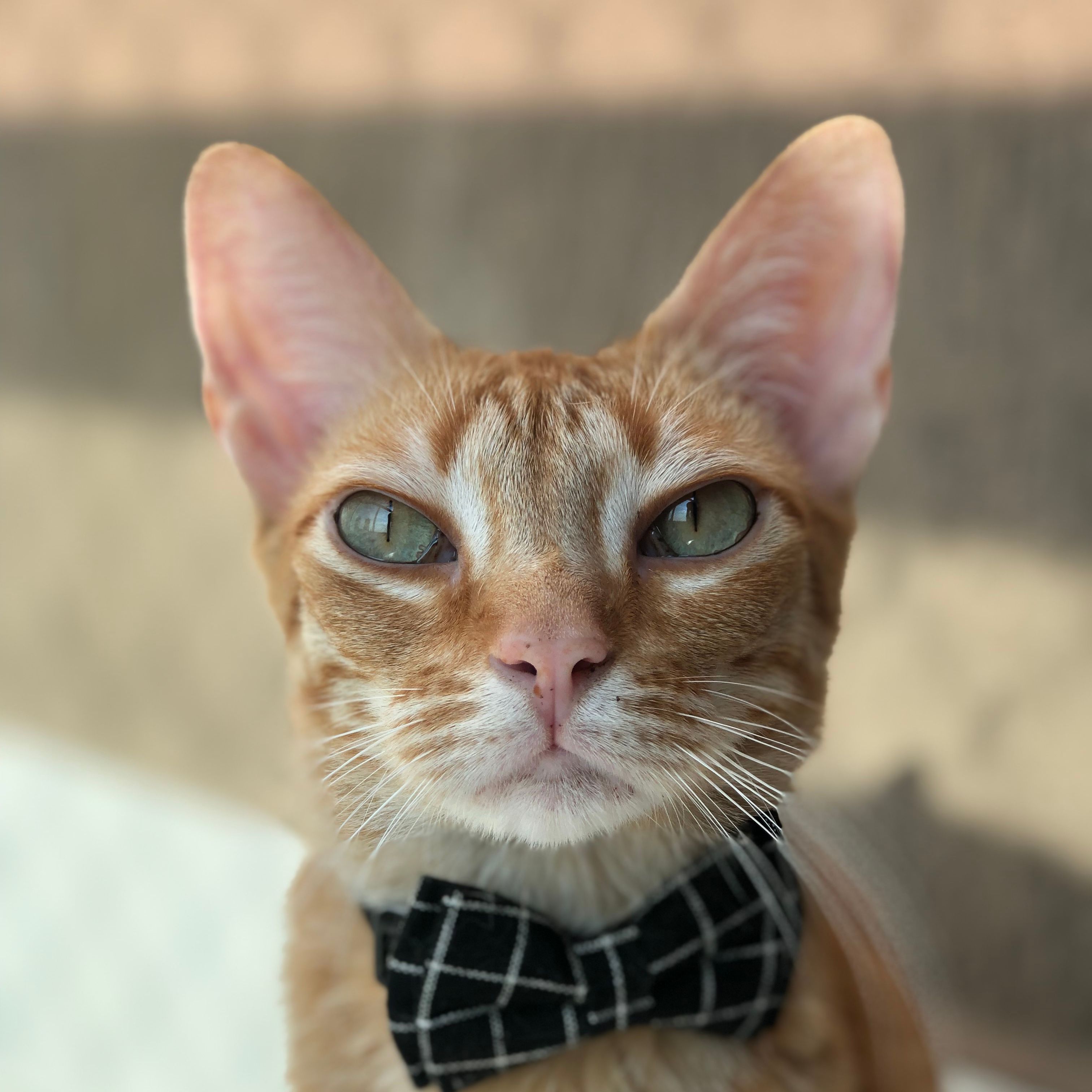 Paxton