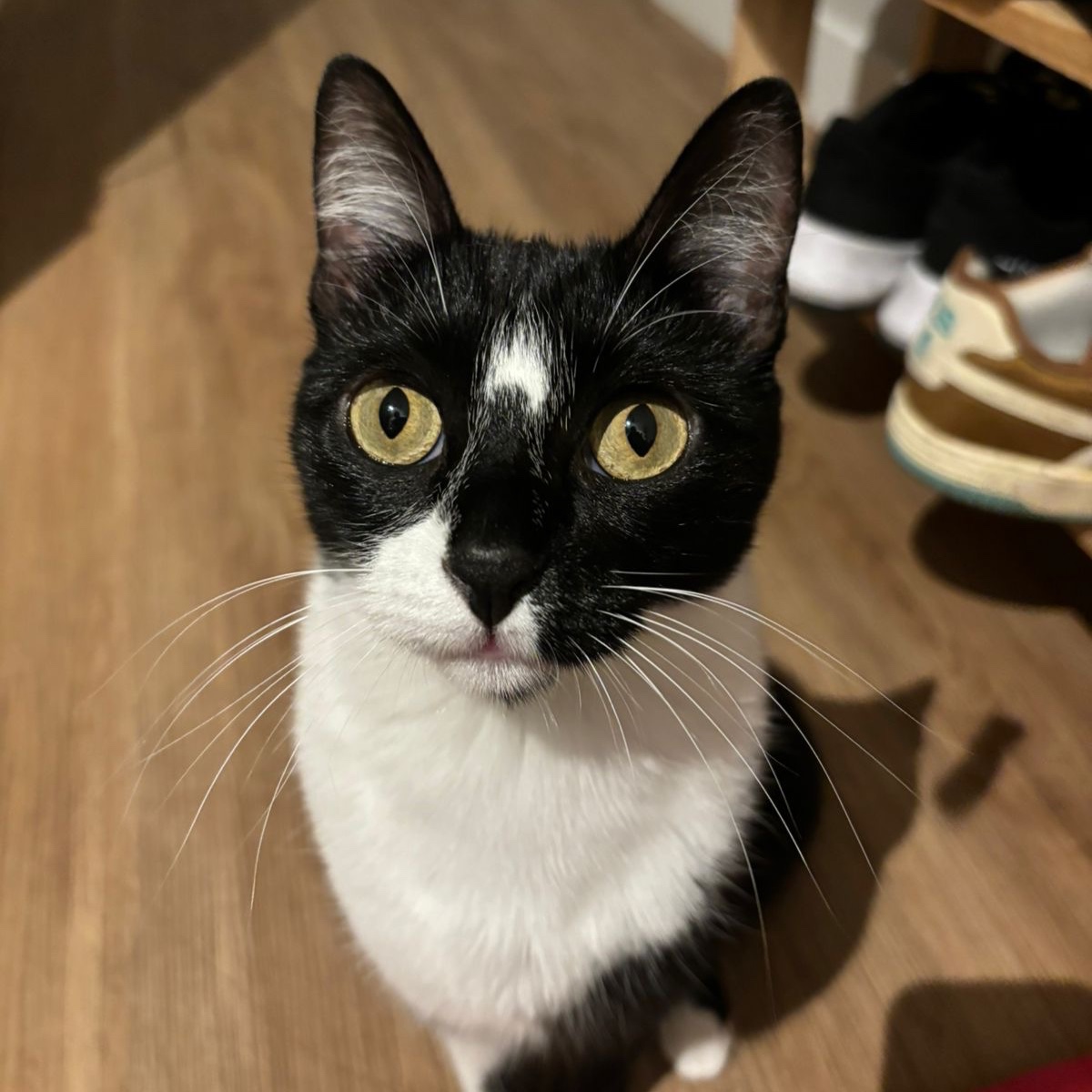 Lila