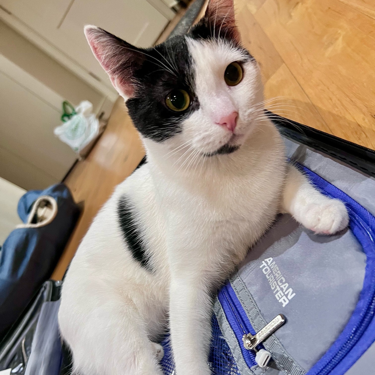 Luna