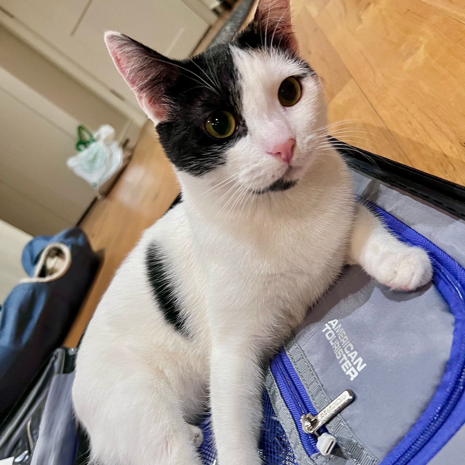 Luna