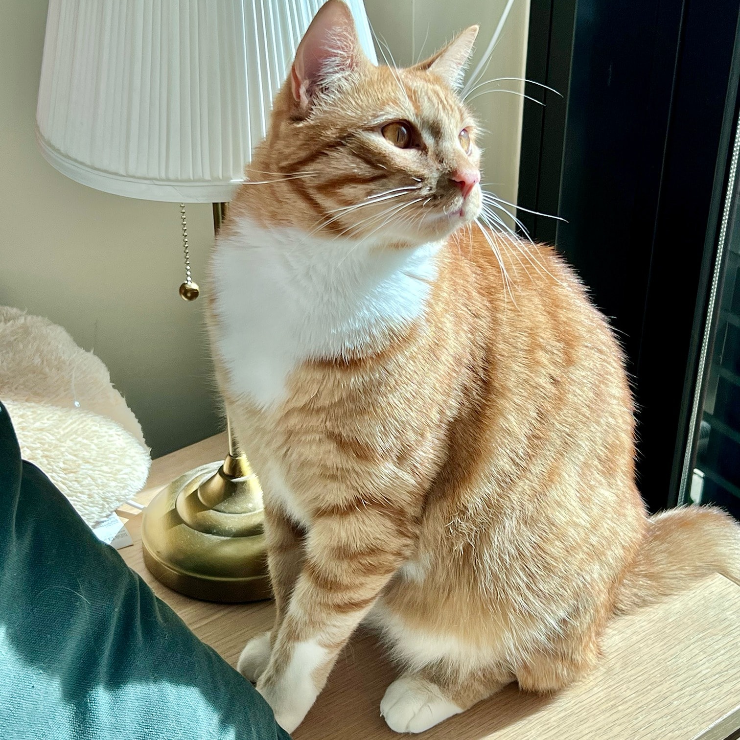 Simba