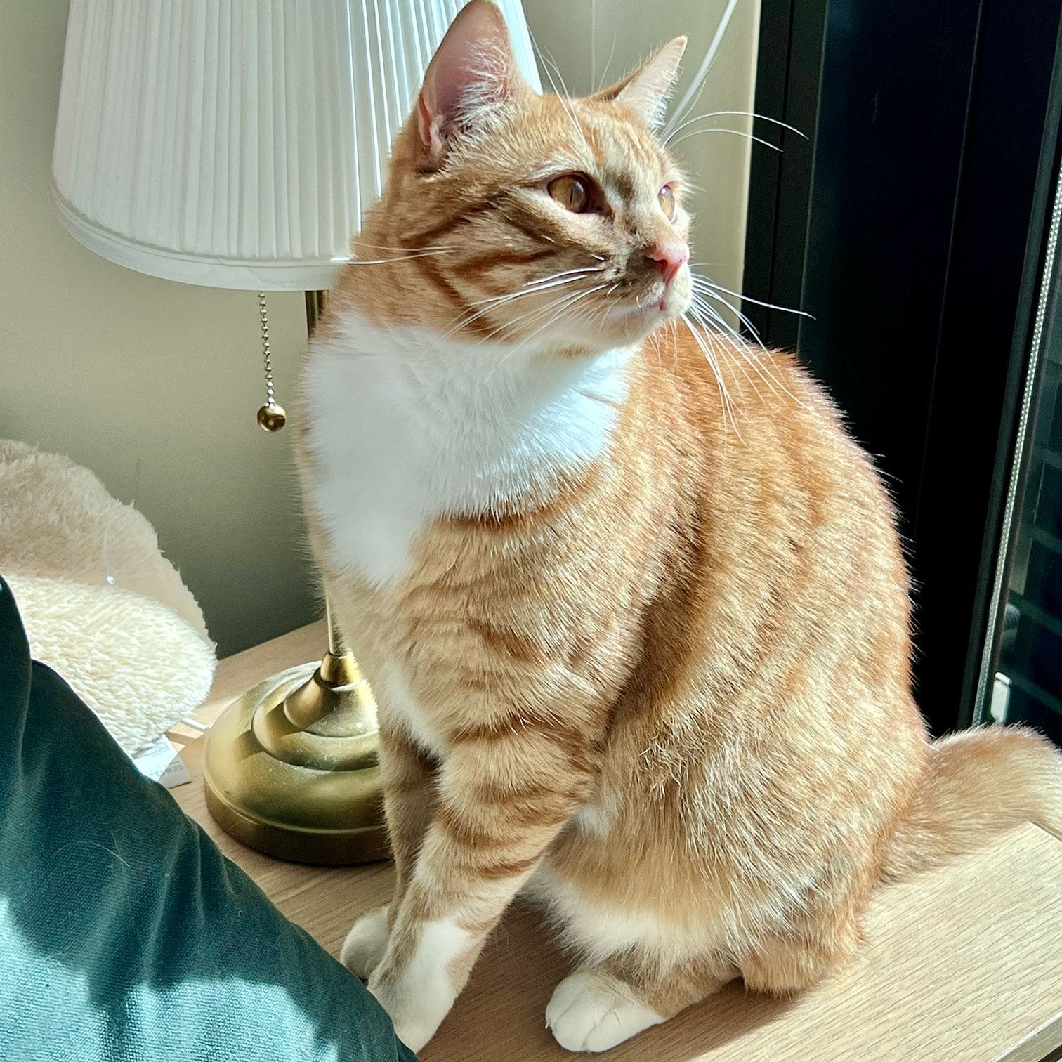 Simba