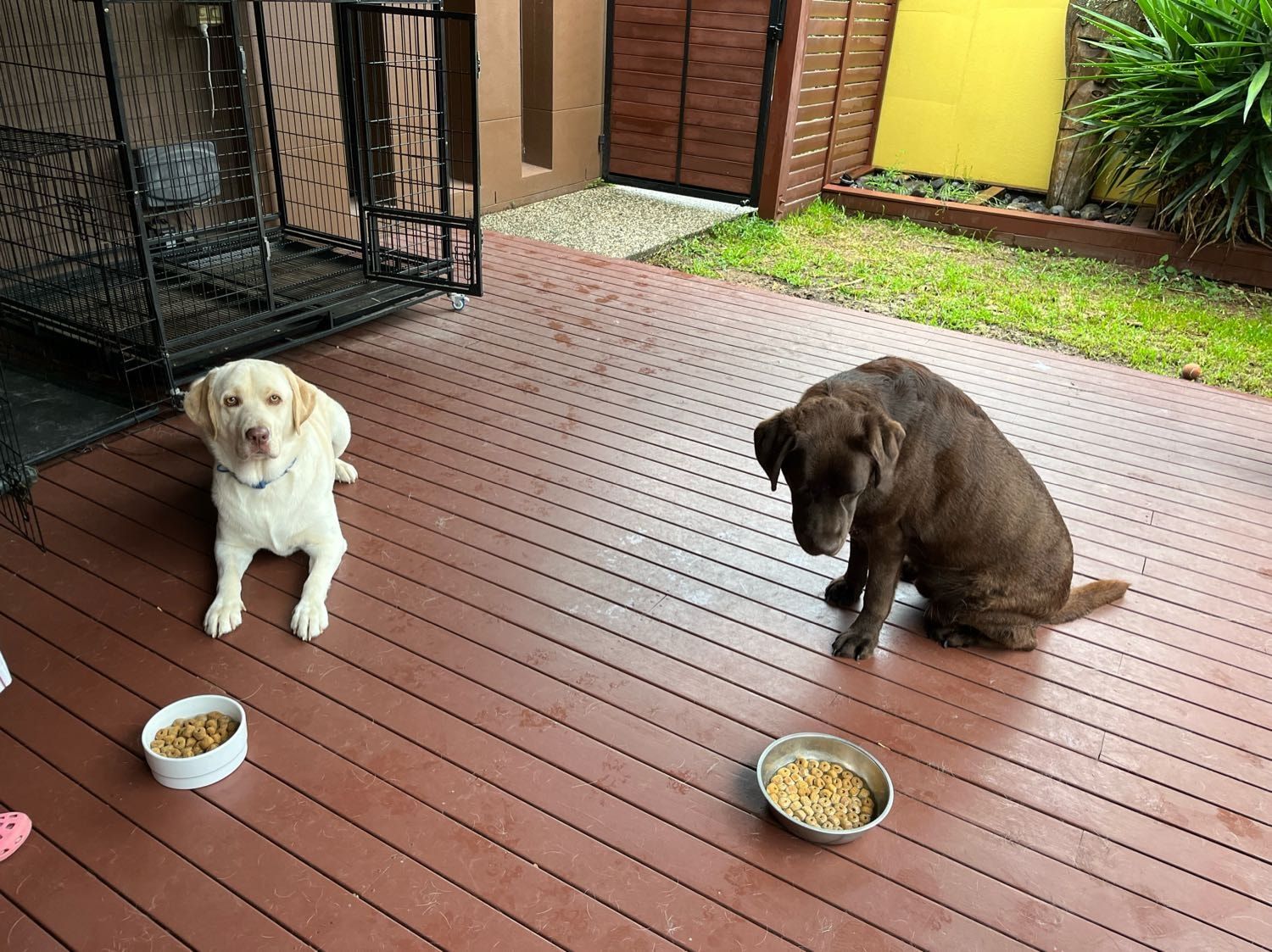 Dennis Pet sitter in Seventeen Mile Rocks QLD - Main Image