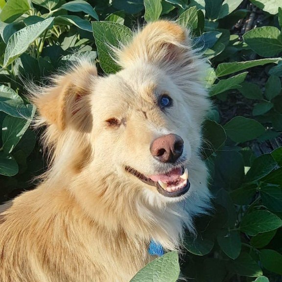 Zorro