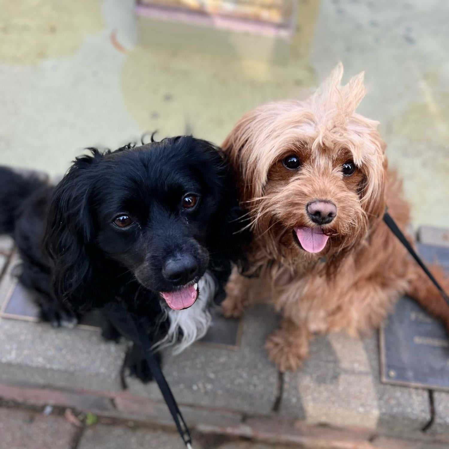 Piccolo Male & Pikachu Female