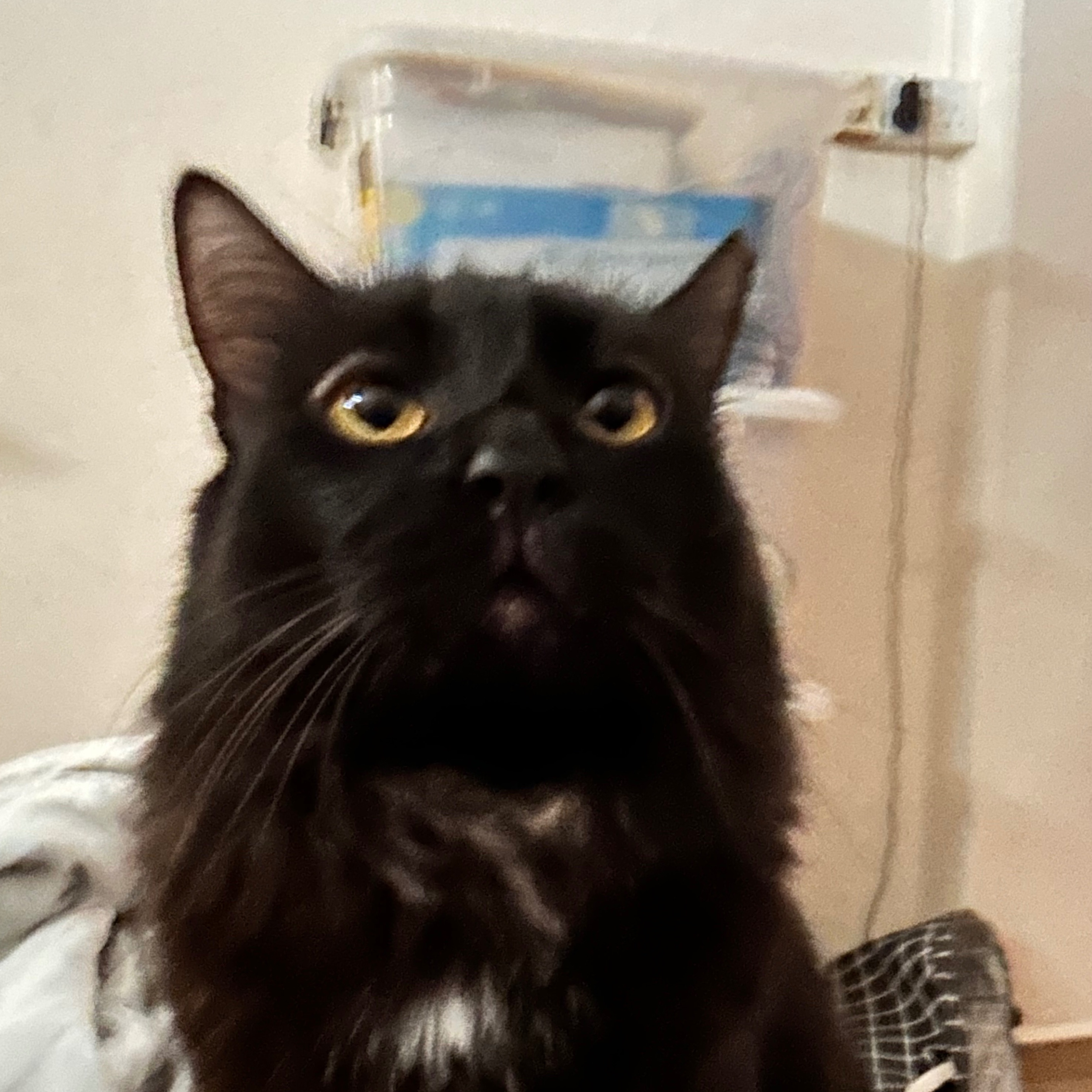 Oreo
