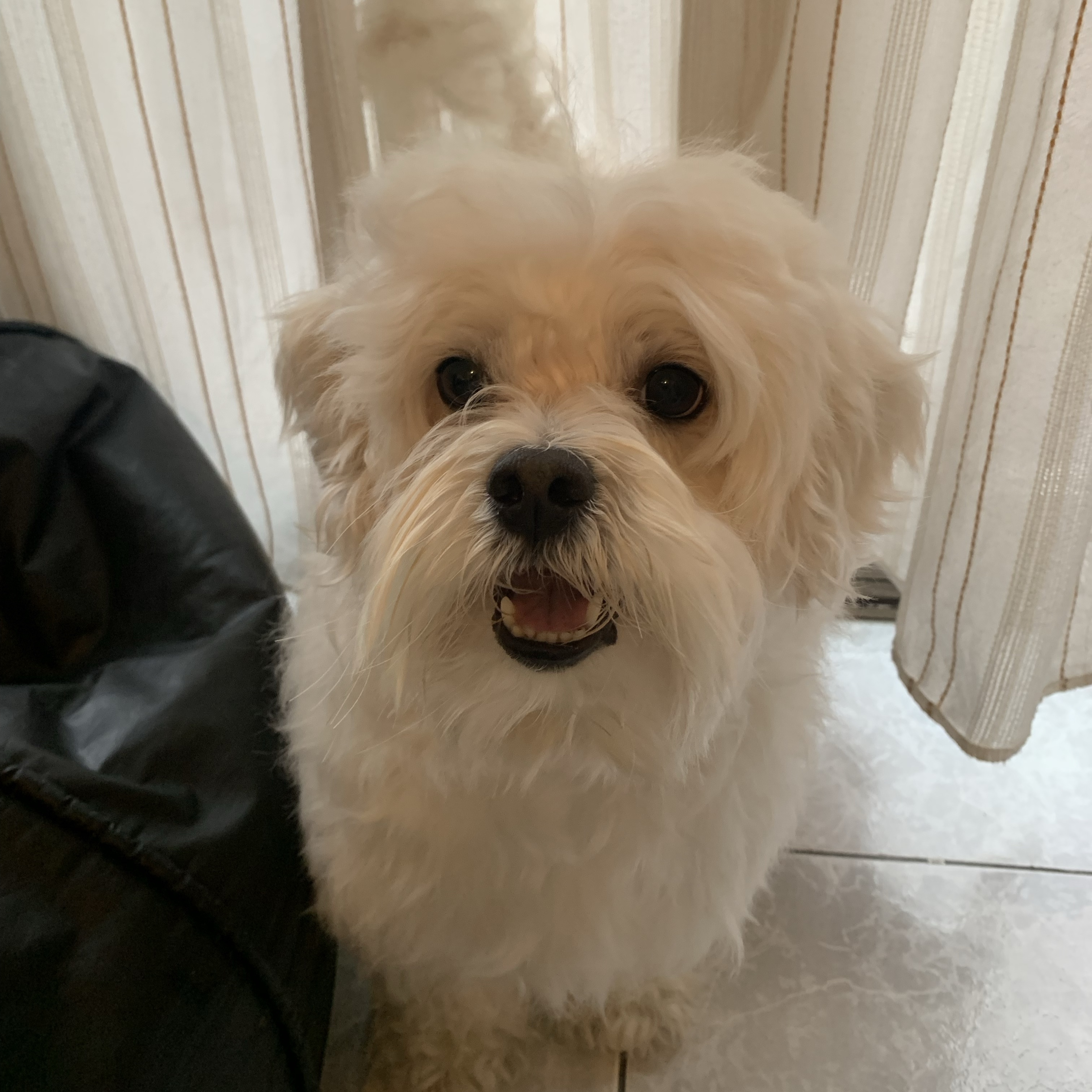 Tobby