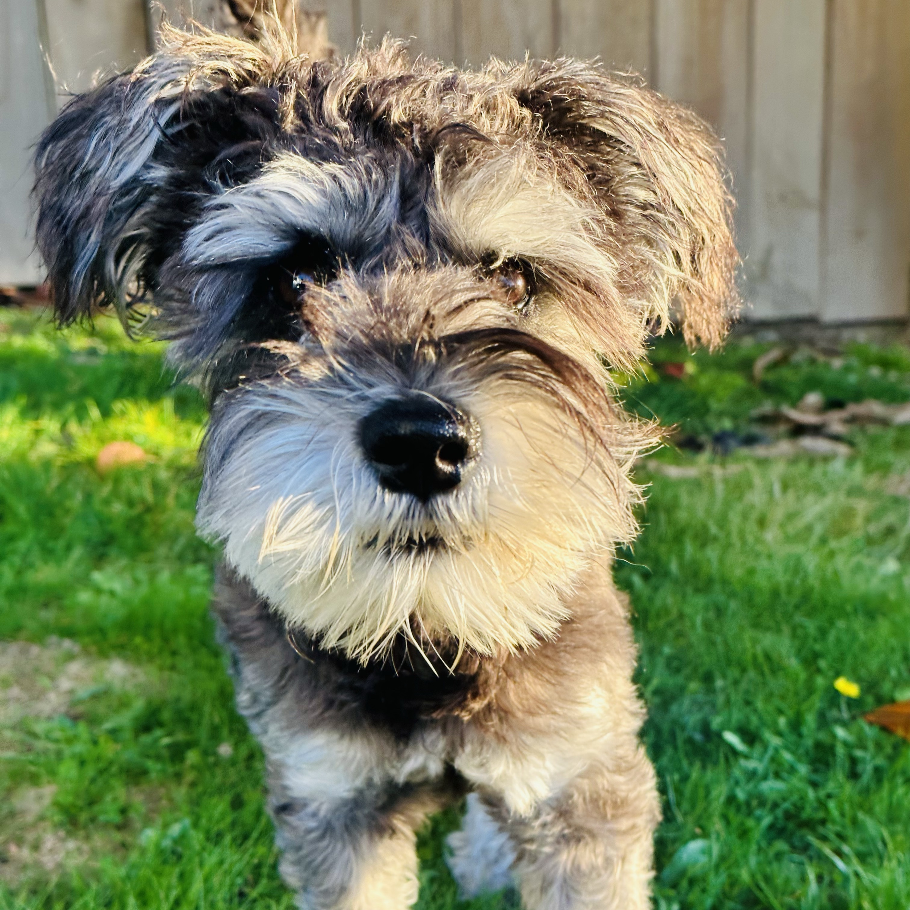 Max