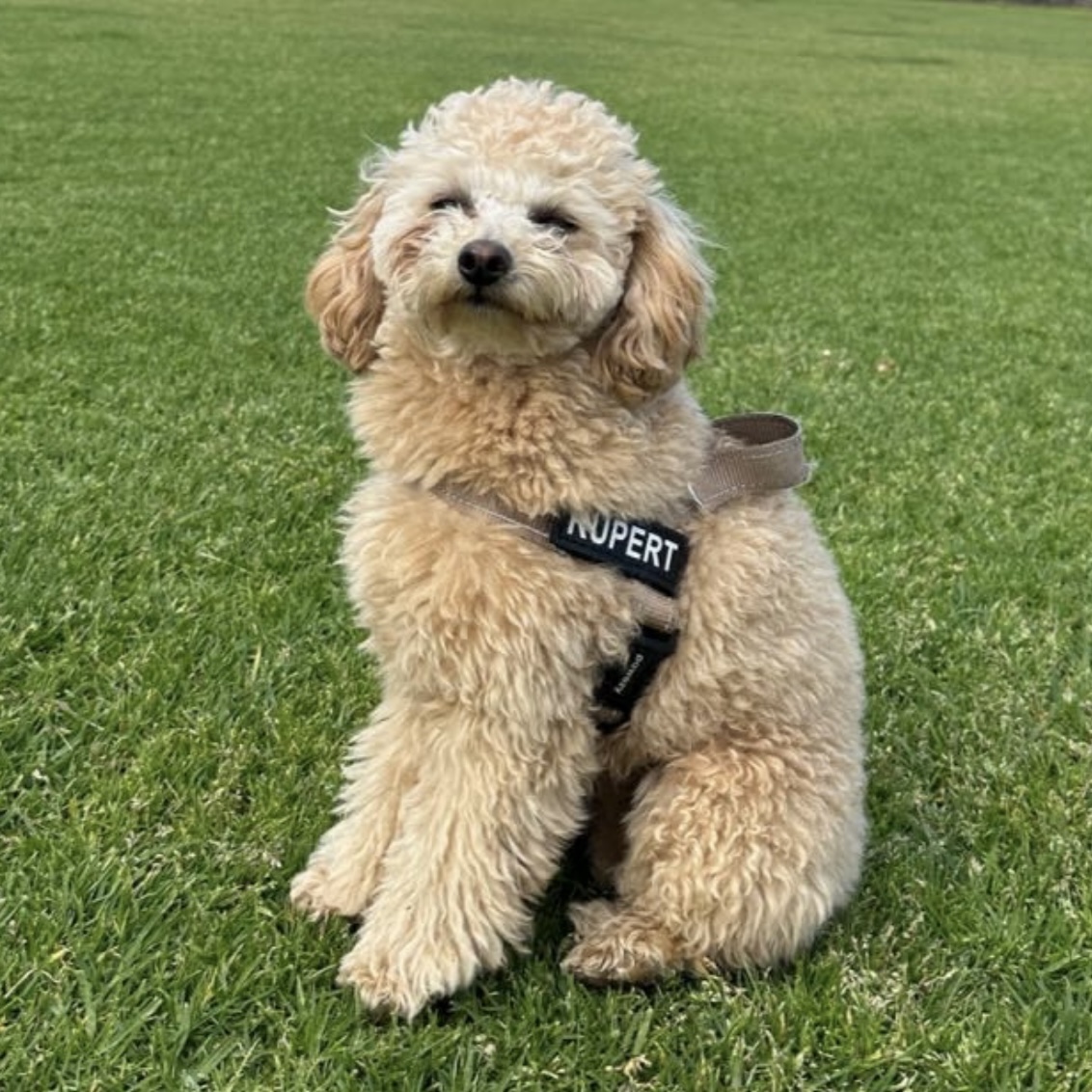 Rupert 