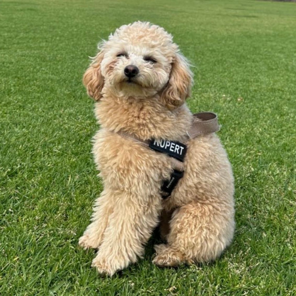 Rupert