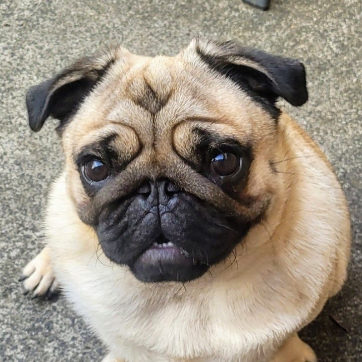 Oscar