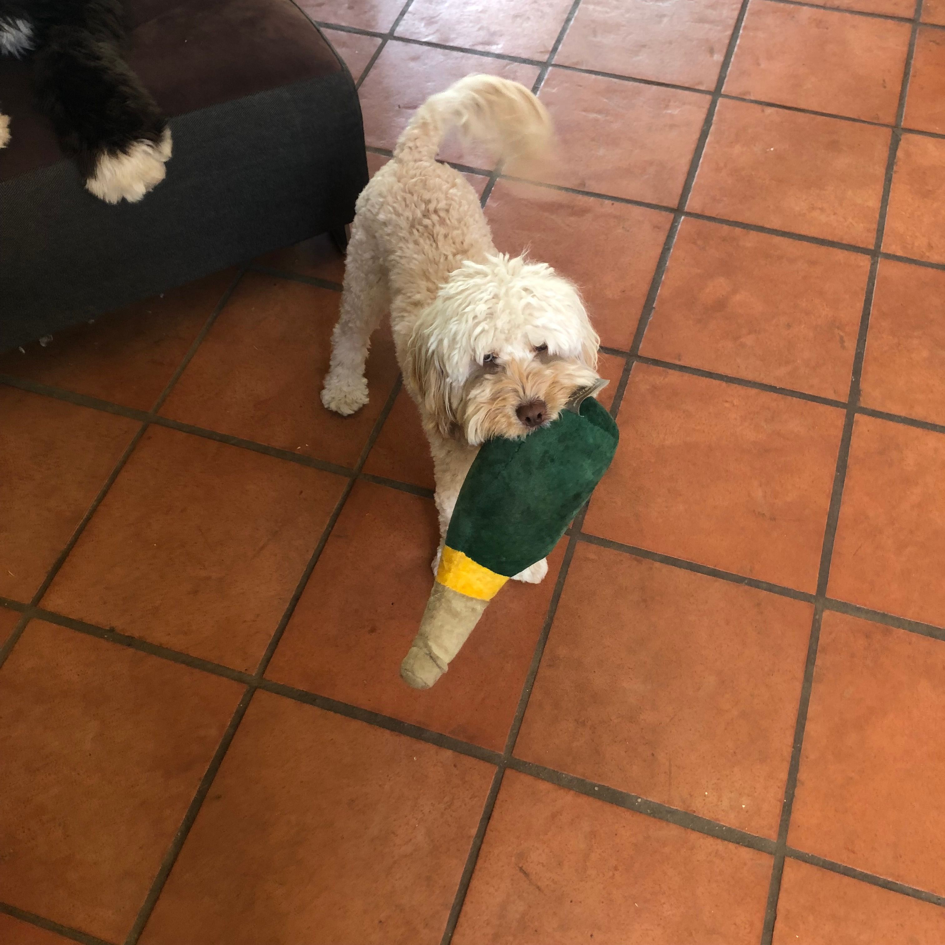 image-21