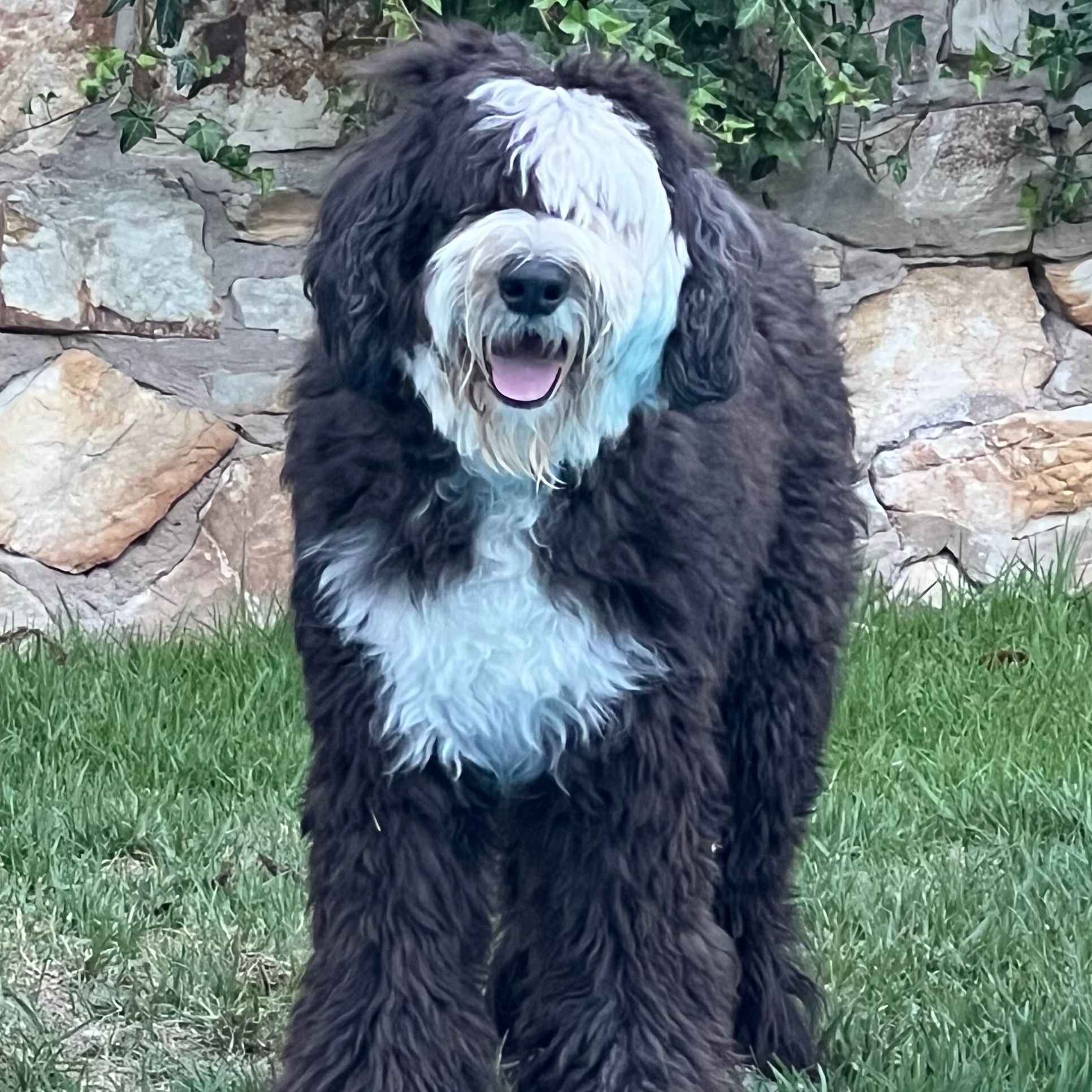 Bertie