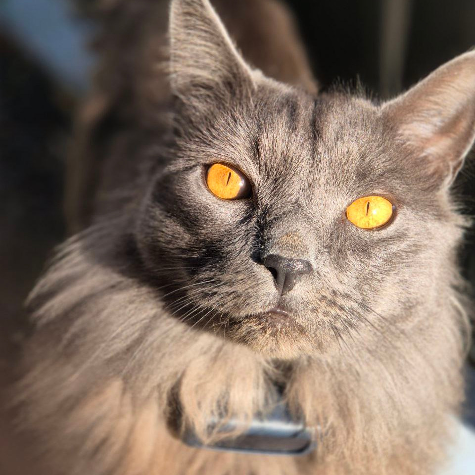Dusty