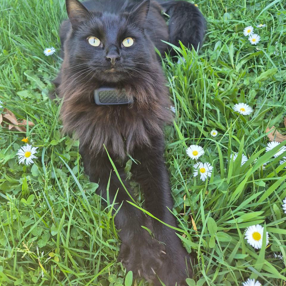 Murphy
