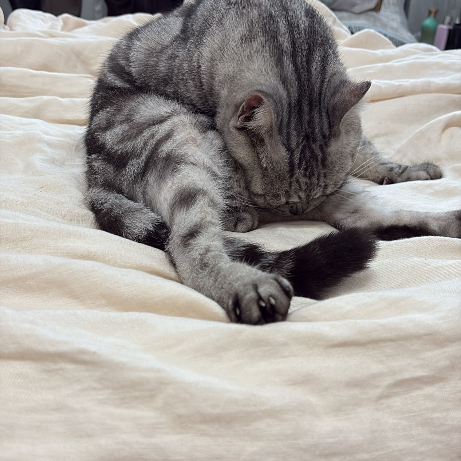 Gris