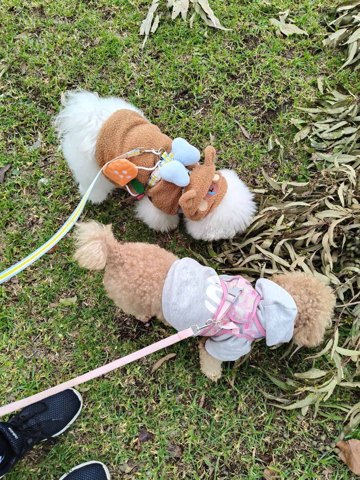 image-19